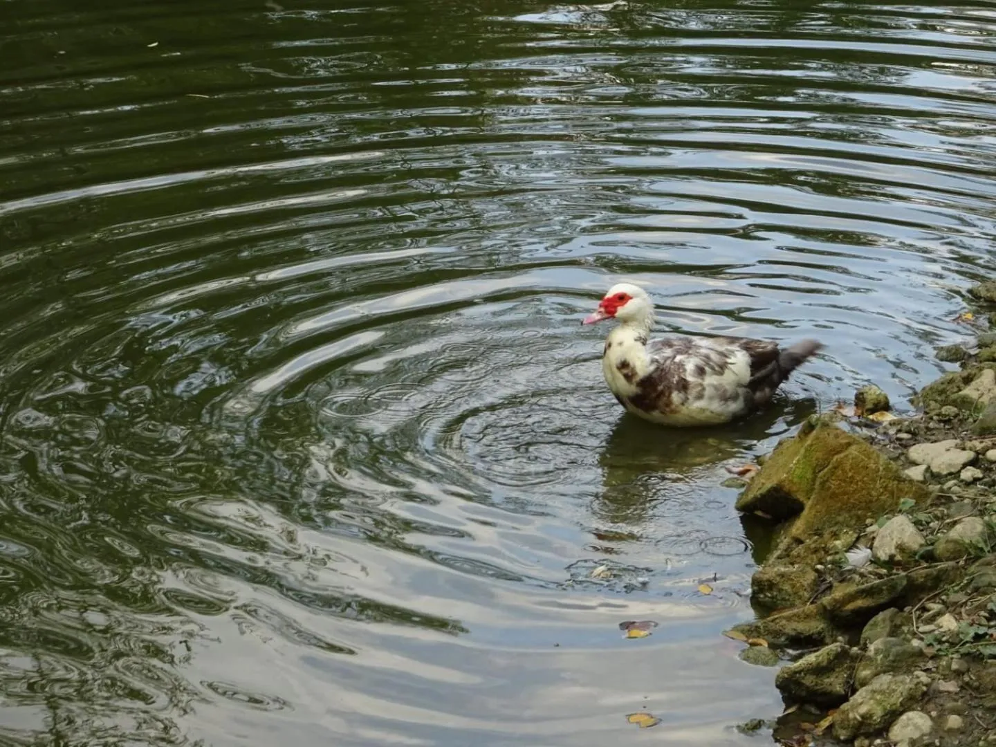 Natural landscape in Hotel Ca' Vecchia