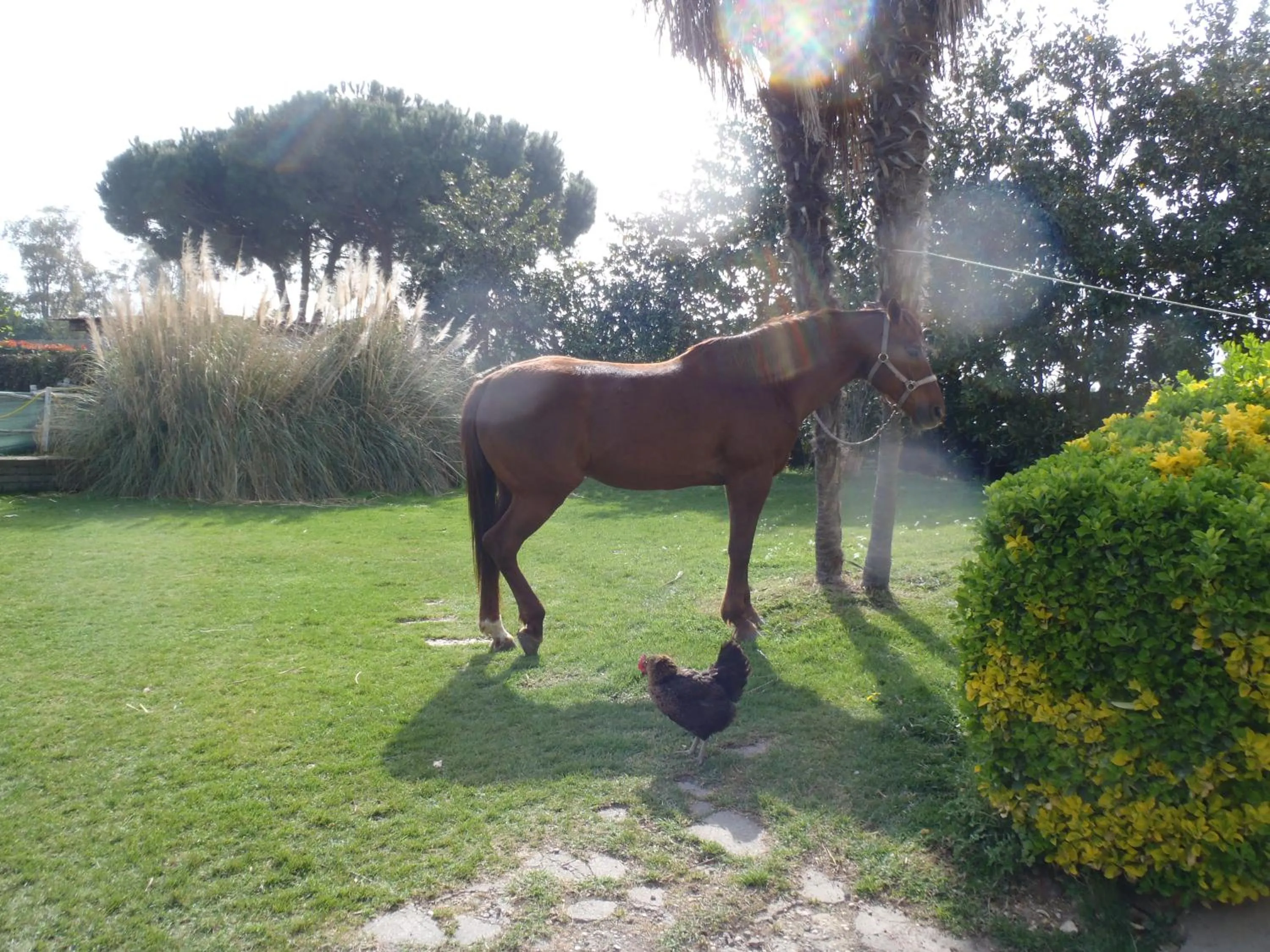 Garden in B&B Villa Sans Souci