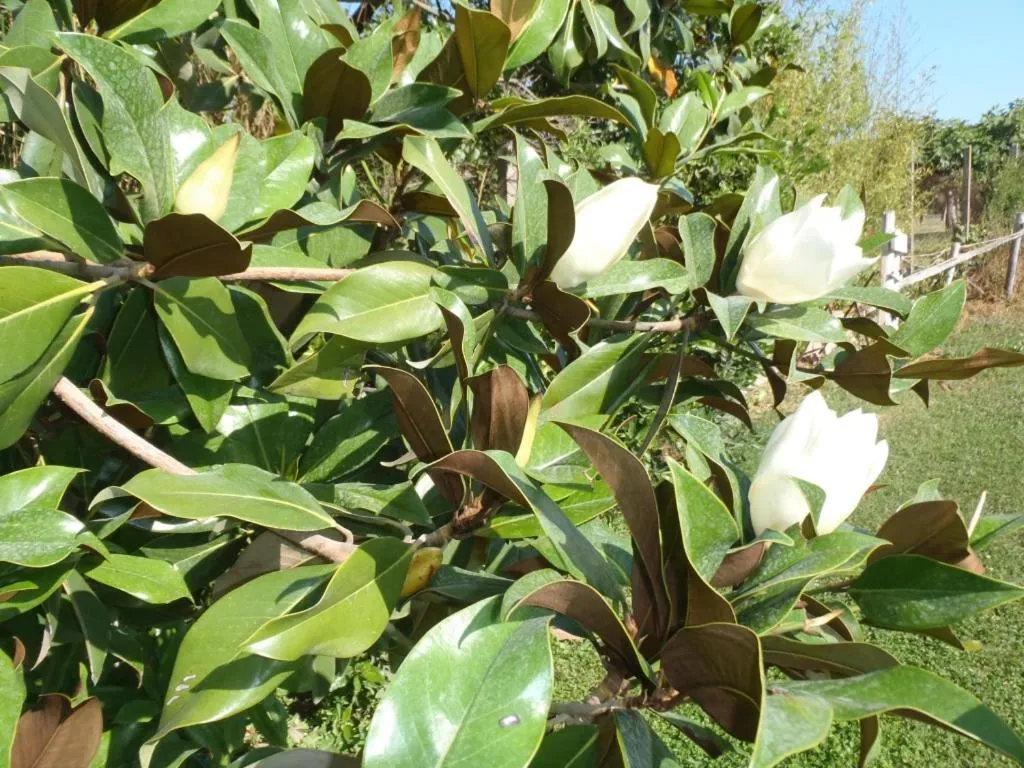 Garden in B&B Villa Sans Souci