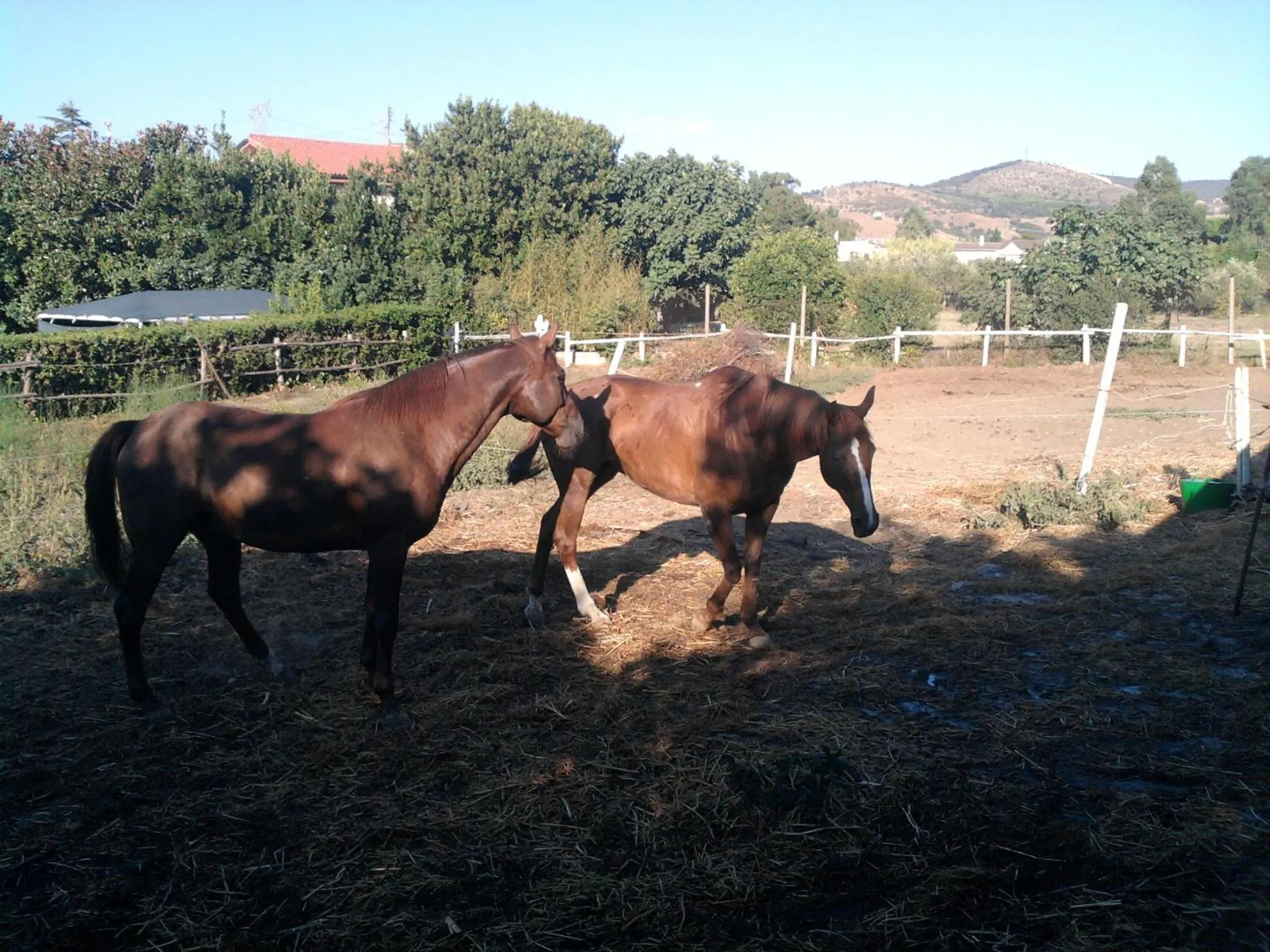 Pets in B&B Villa Sans Souci