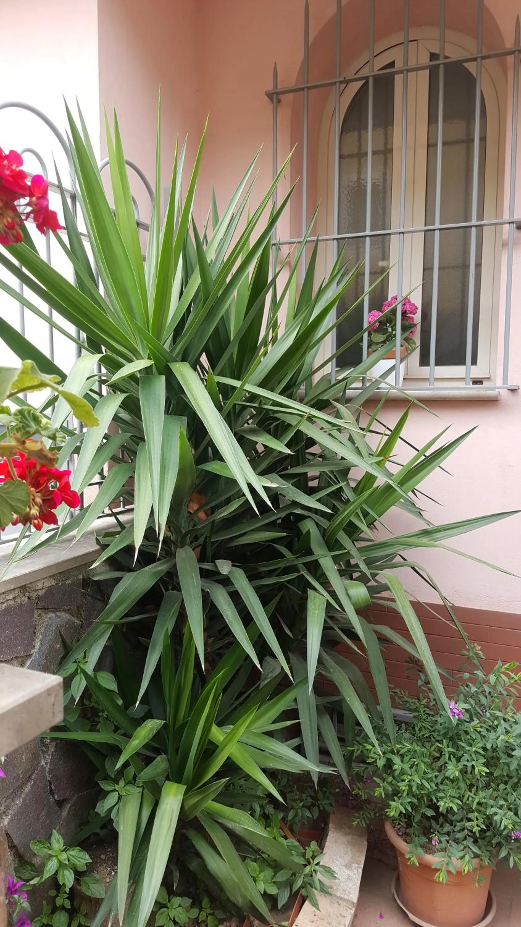 Floor plan in FioreStella