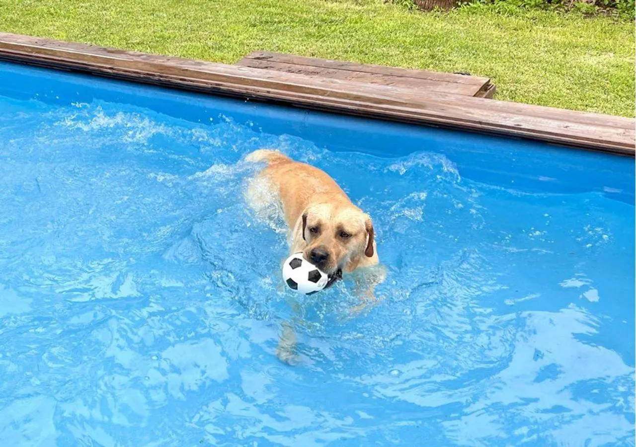 Animals in Hotel la Fenice