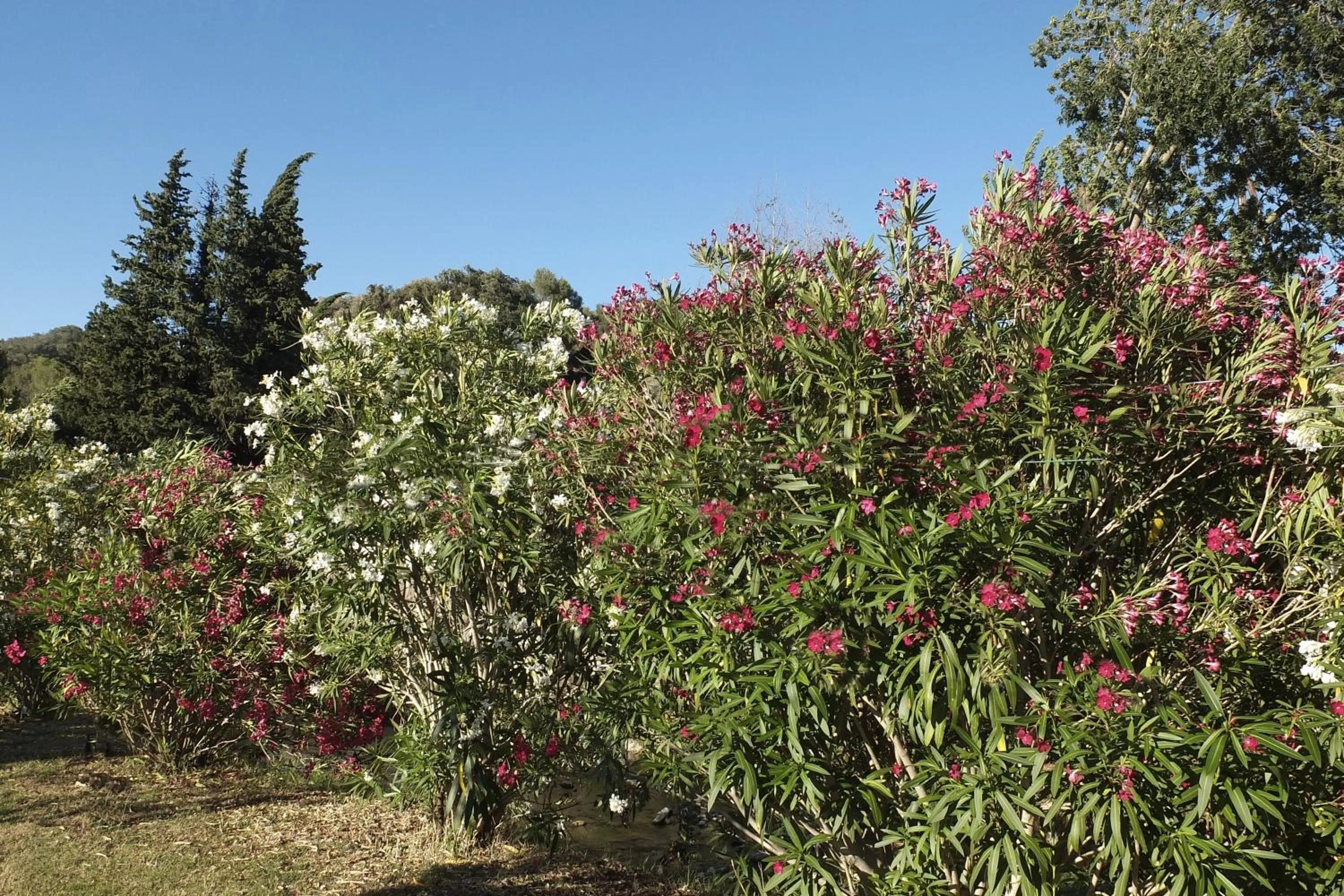 Day in Hotel du Bosquet