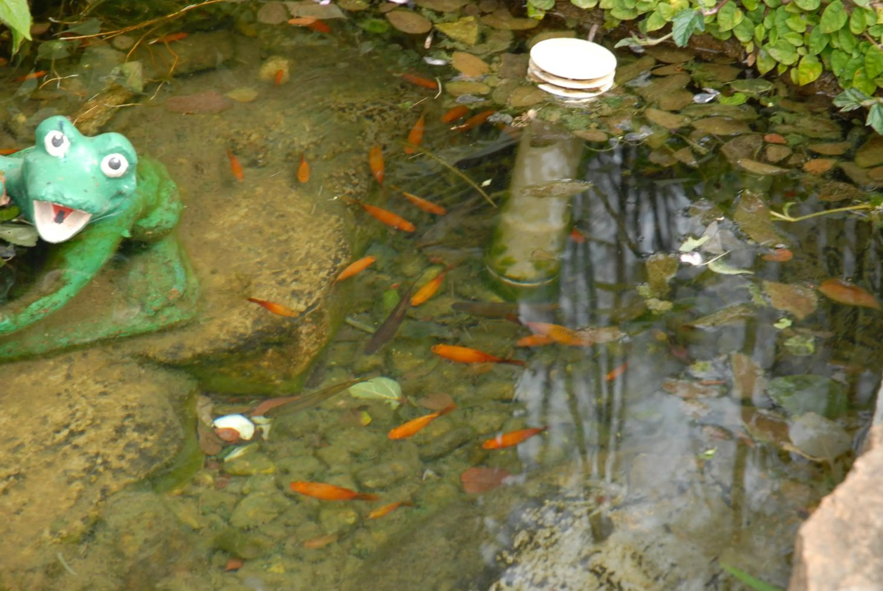 Animals in Hotel Fazenda Village Montana