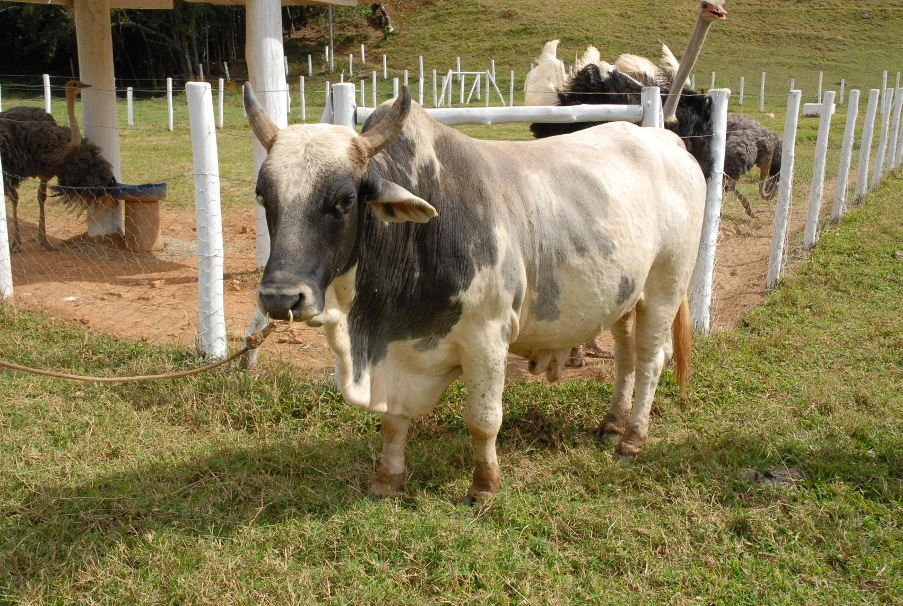 Animals in Hotel Fazenda Village Montana