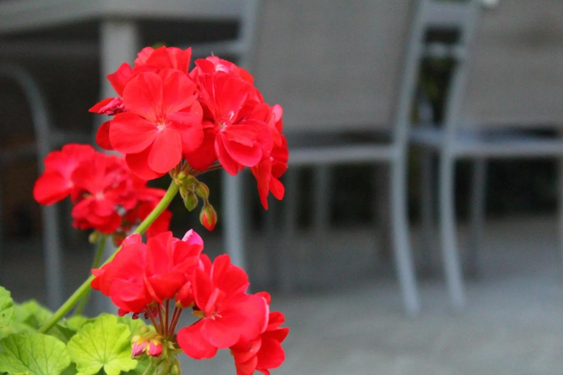 Decorative detail in Il Casolare