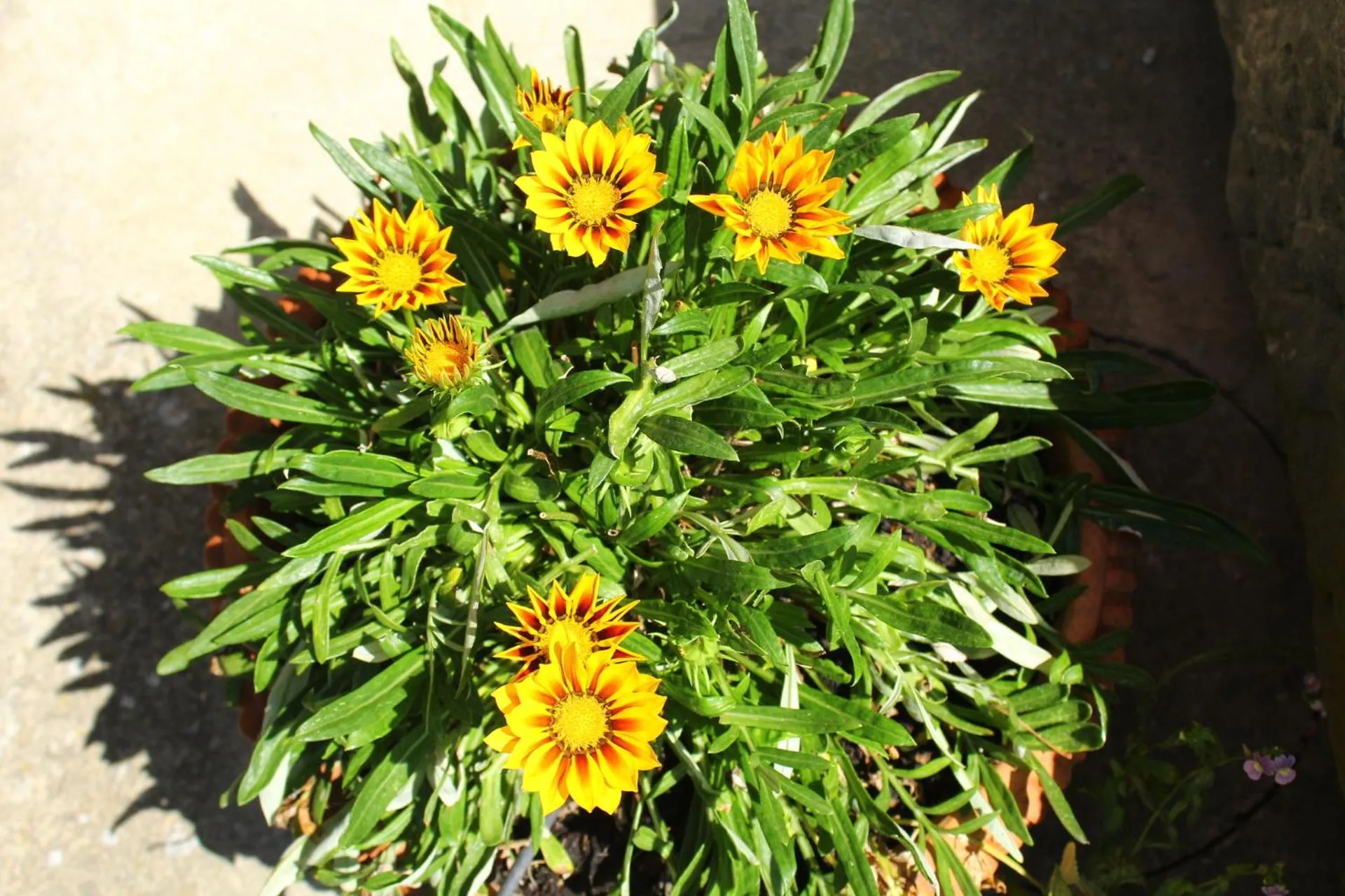 Decorative detail in Il Casolare