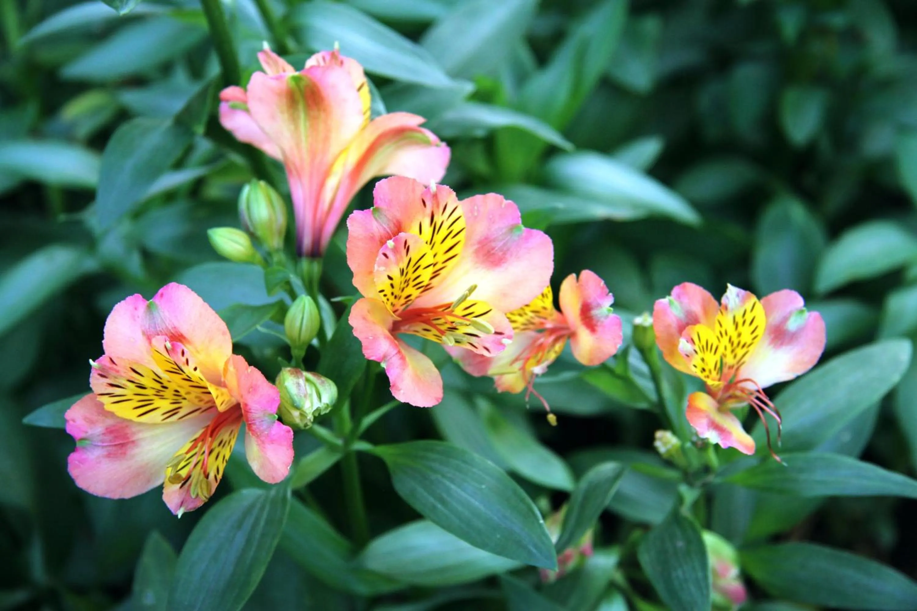 Property building in The Dovecote Inn