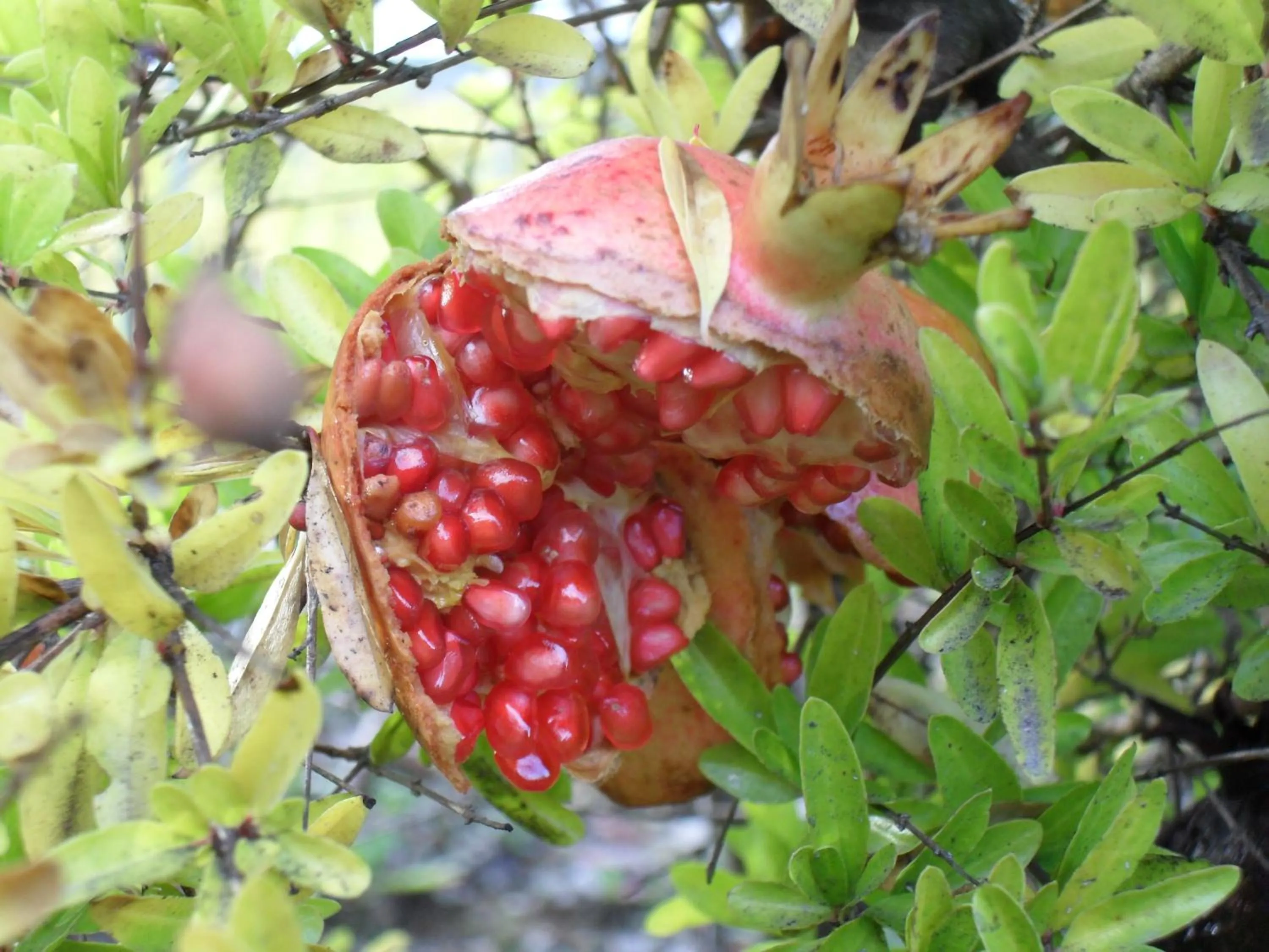 Other in Agriturismo Il Casolare Di Bucciano