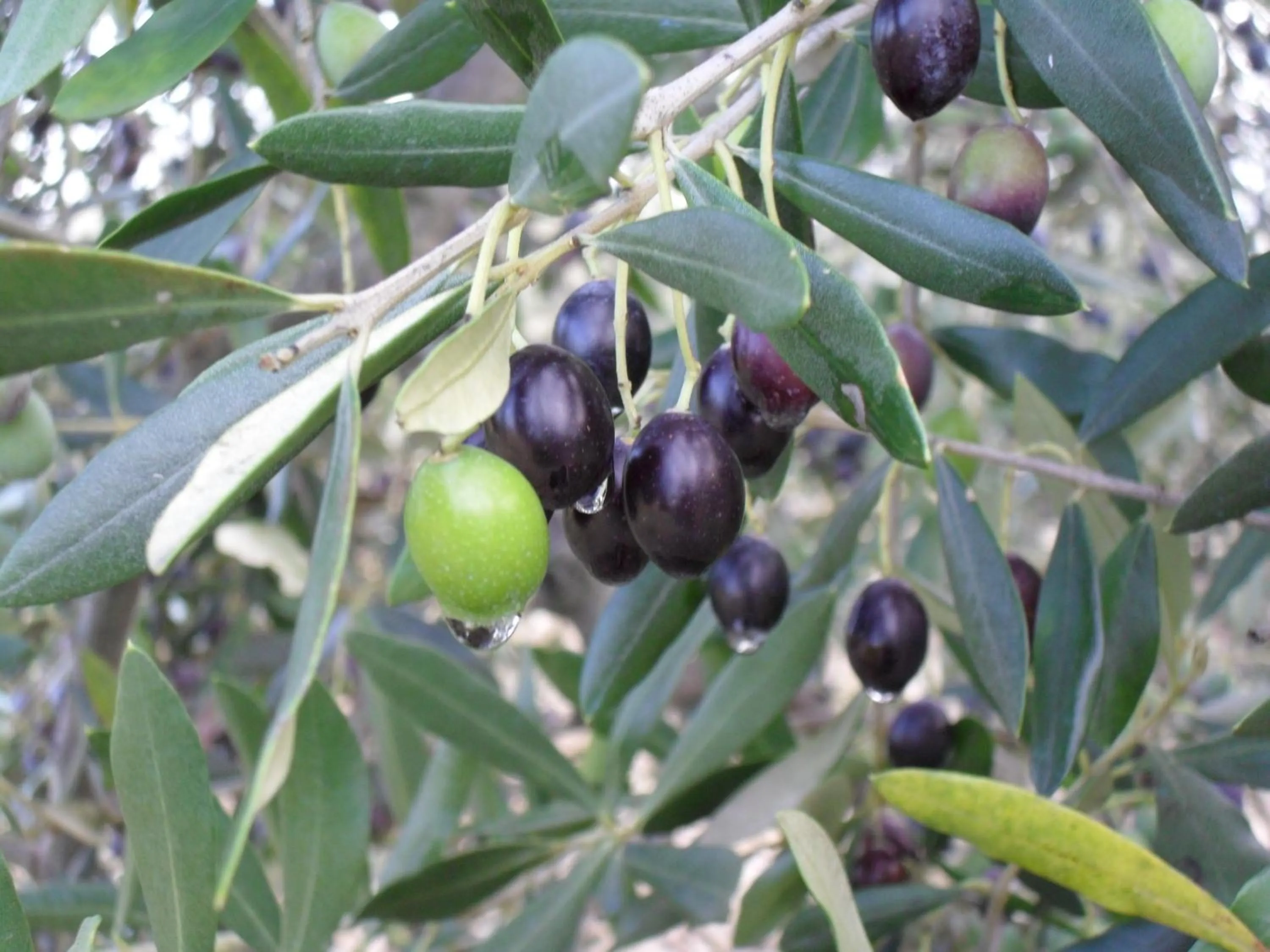 Other in Agriturismo Il Casolare Di Bucciano