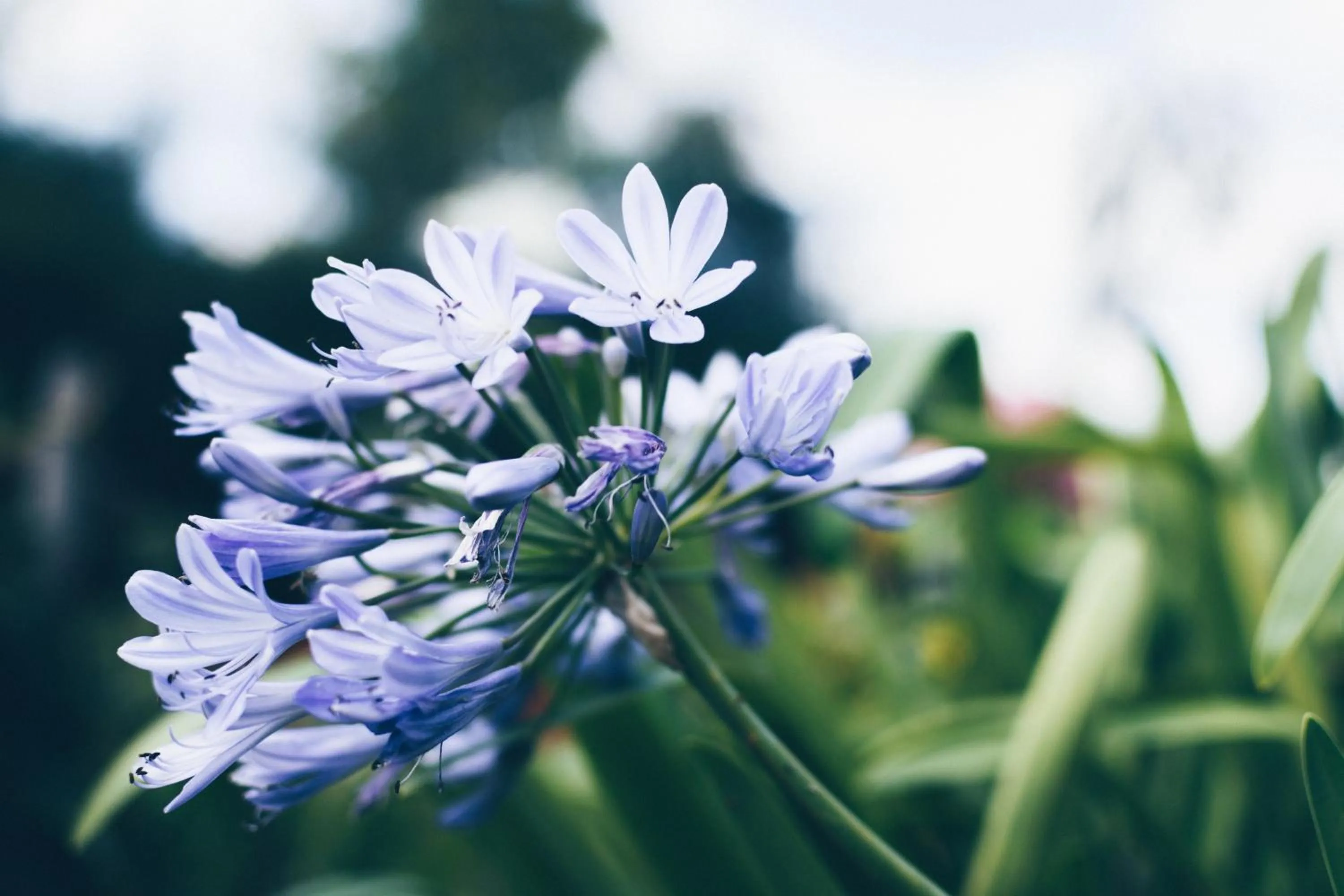 Garden in Chambres d'hôtes Le Clos d'Enhaut
