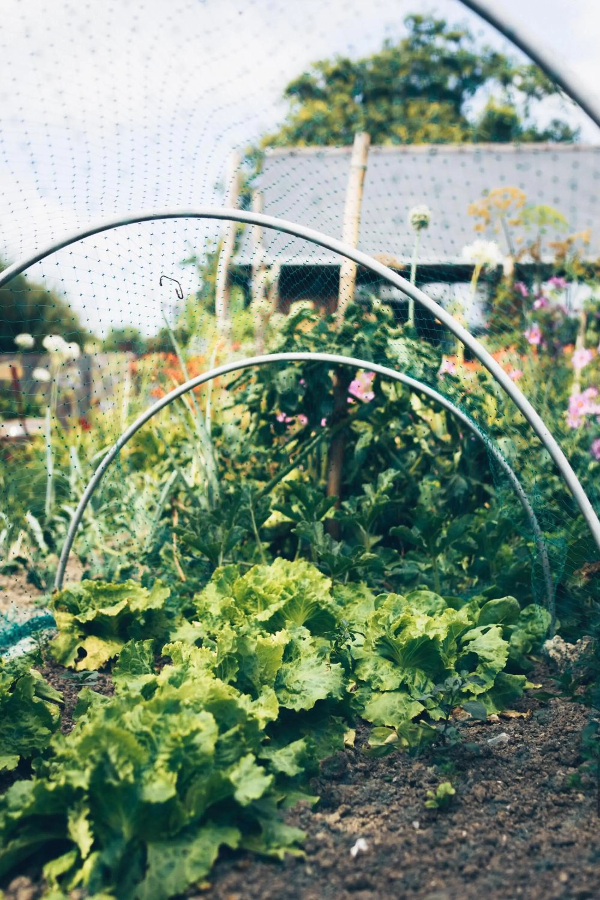 Garden in Chambres d'hôtes Le Clos d'Enhaut