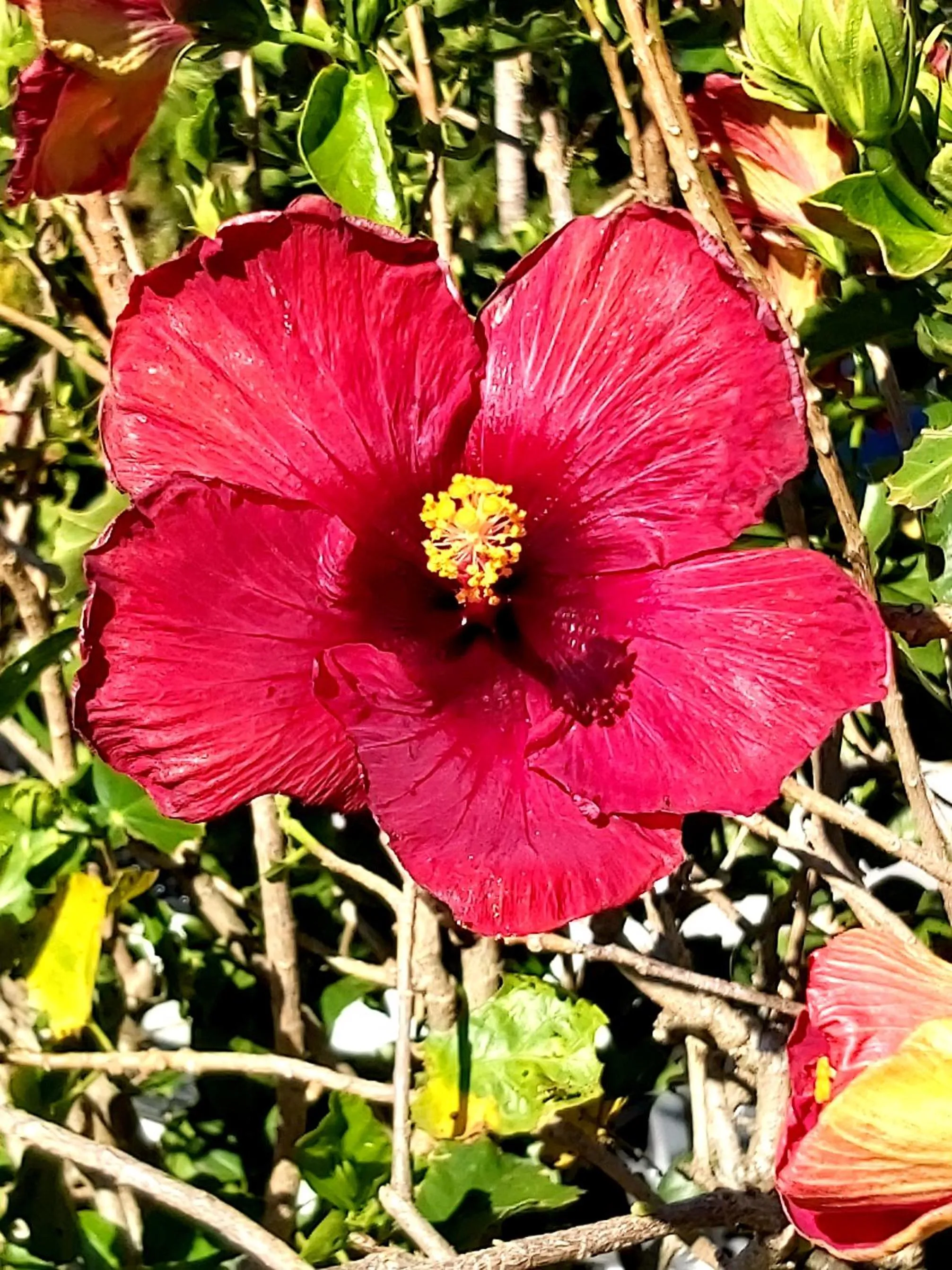 Hotel Monte Campana Heredia