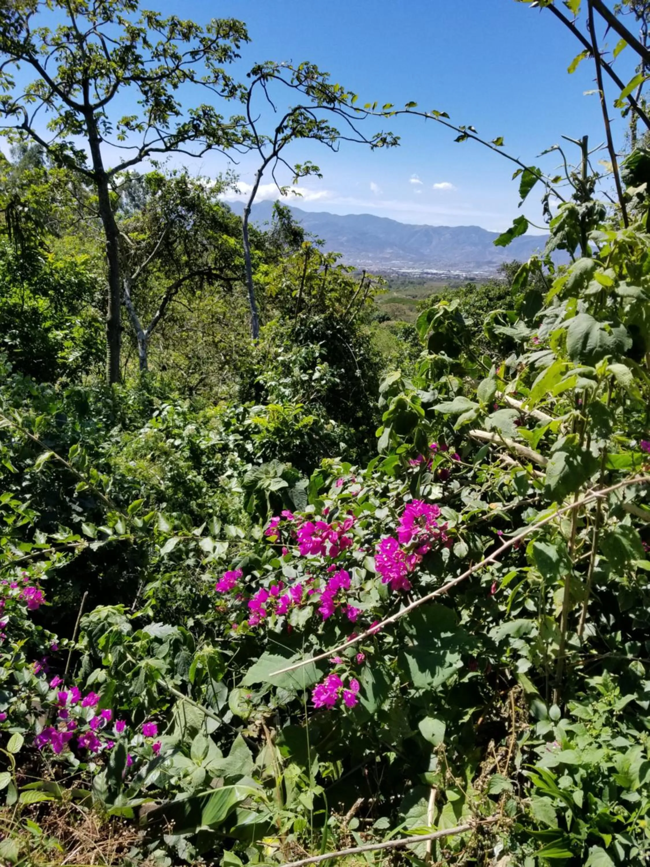 Hotel Monte Campana Heredia
