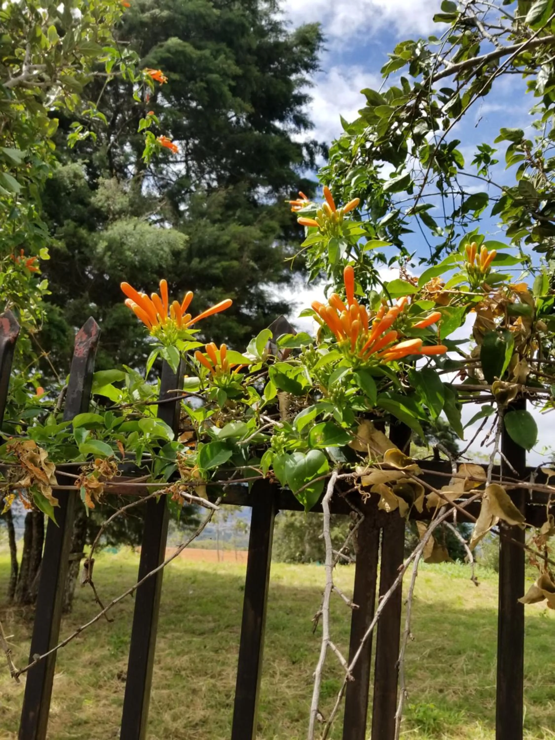 Hotel Monte Campana Heredia