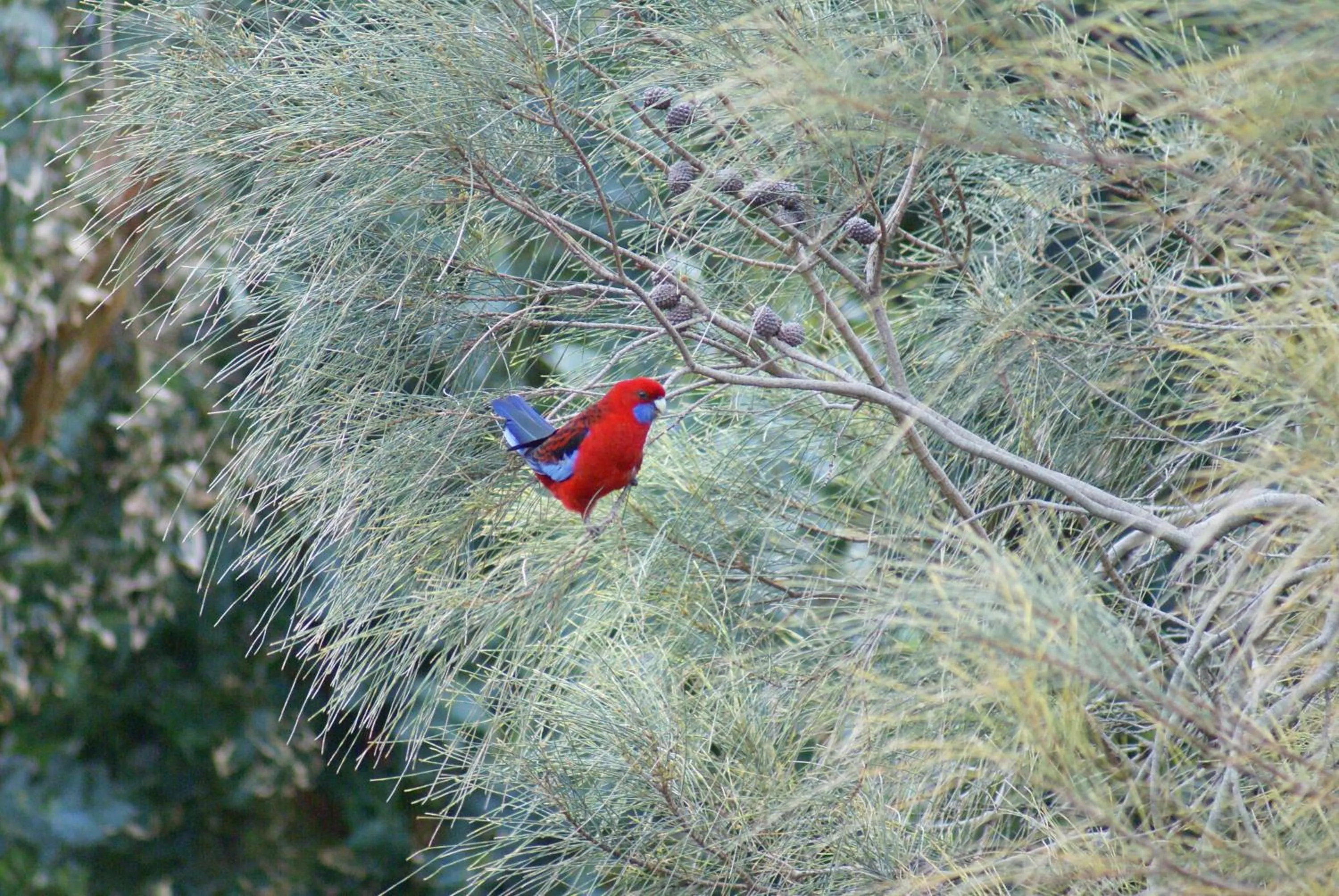 Garden in Daysy Hill Country Cottages
