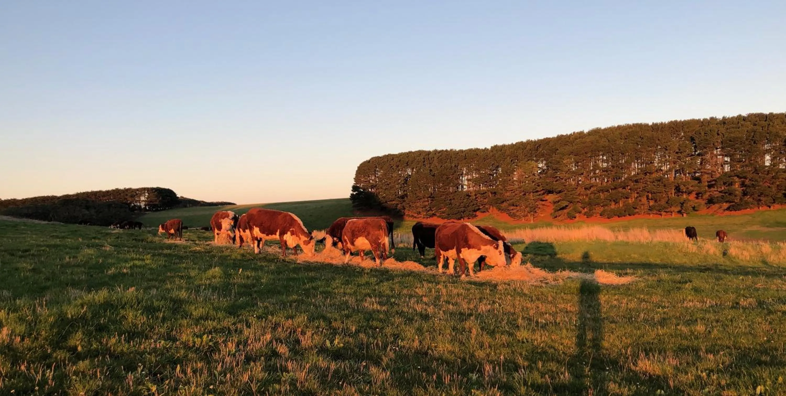 Garden in Daysy Hill Country Cottages