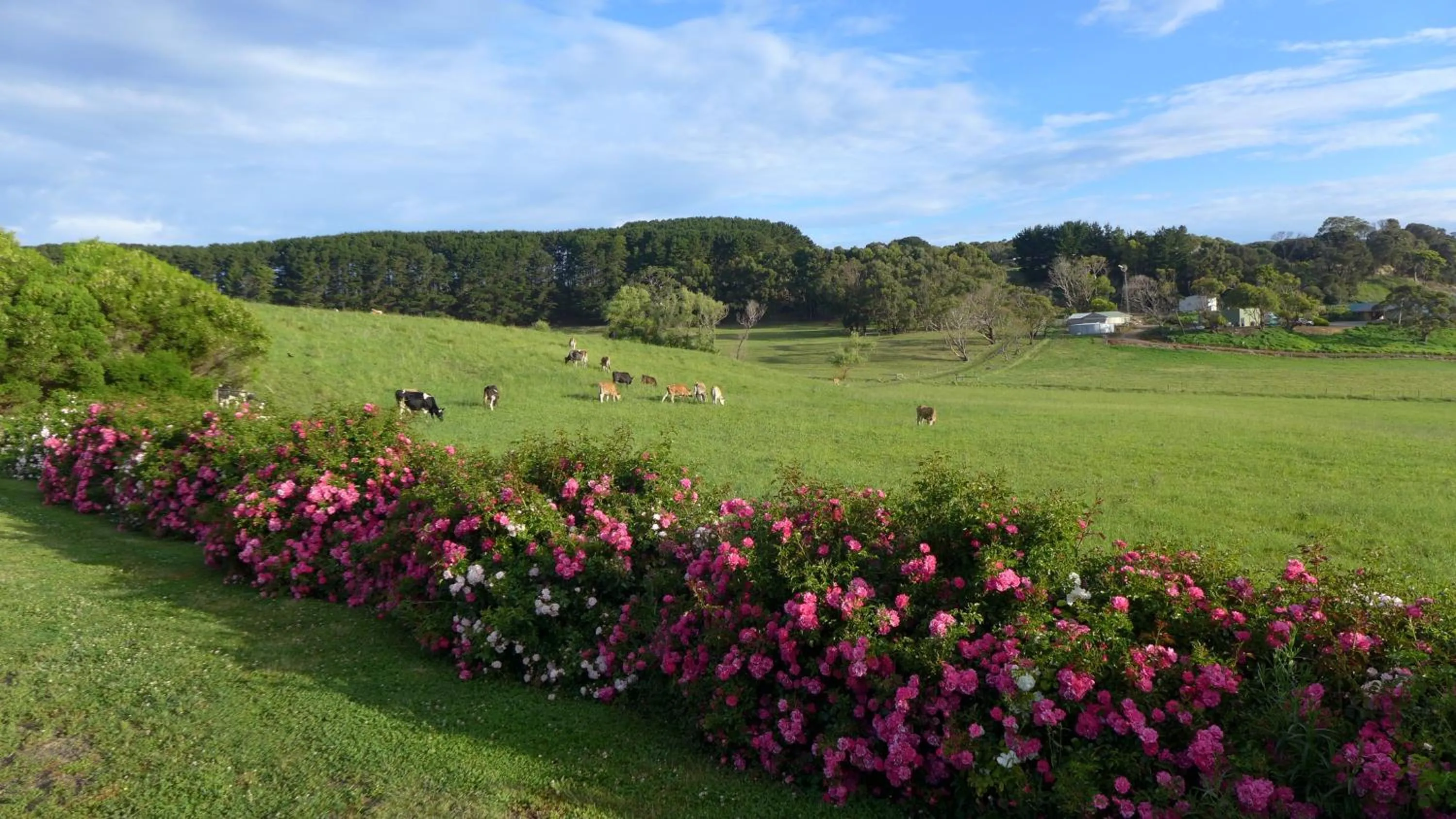 Garden view in Daysy Hill Country Cottages