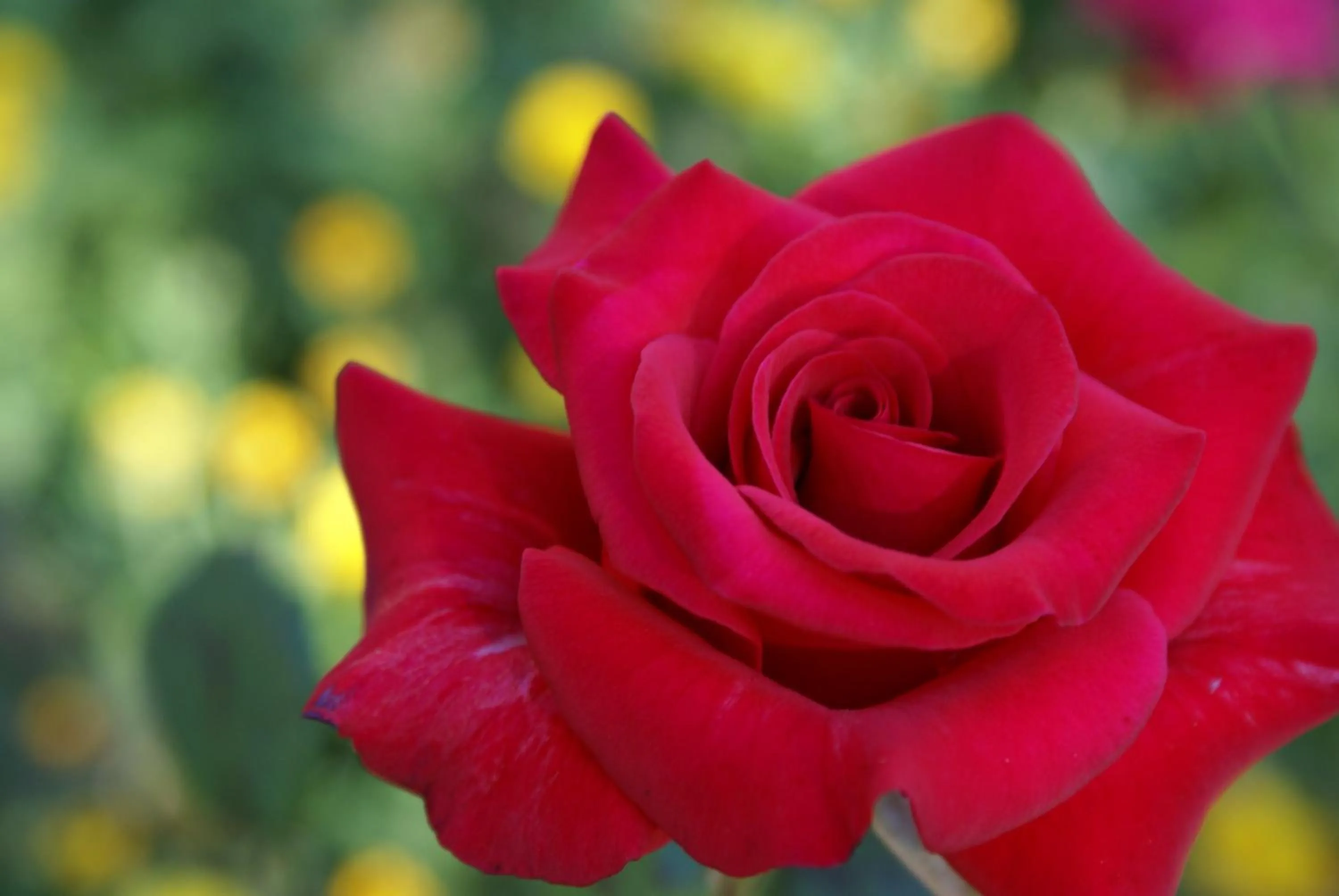 Garden in Daysy Hill Country Cottages
