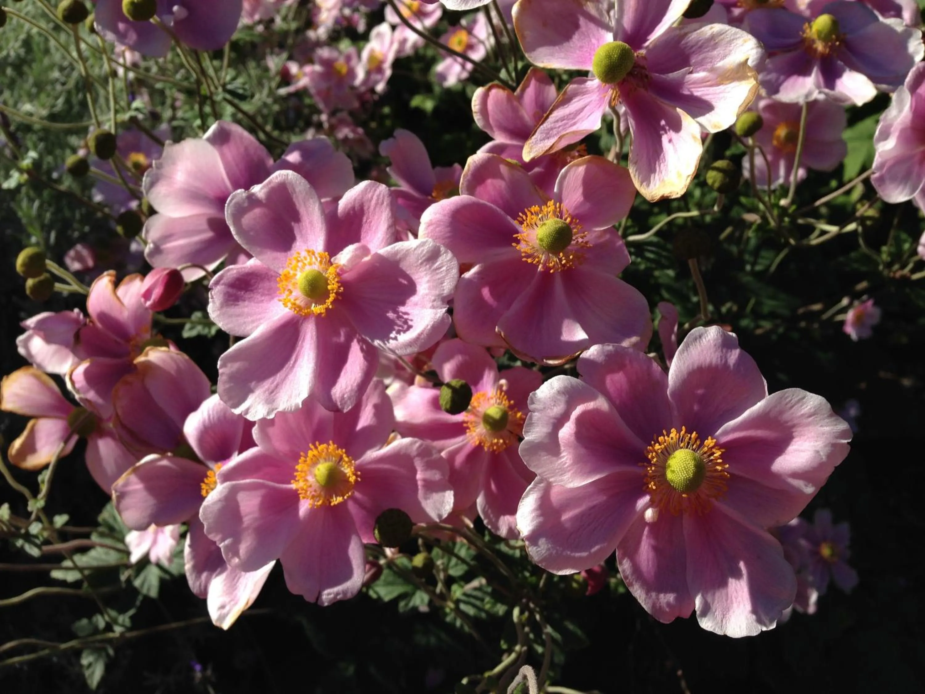 Day in Daysy Hill Country Cottages