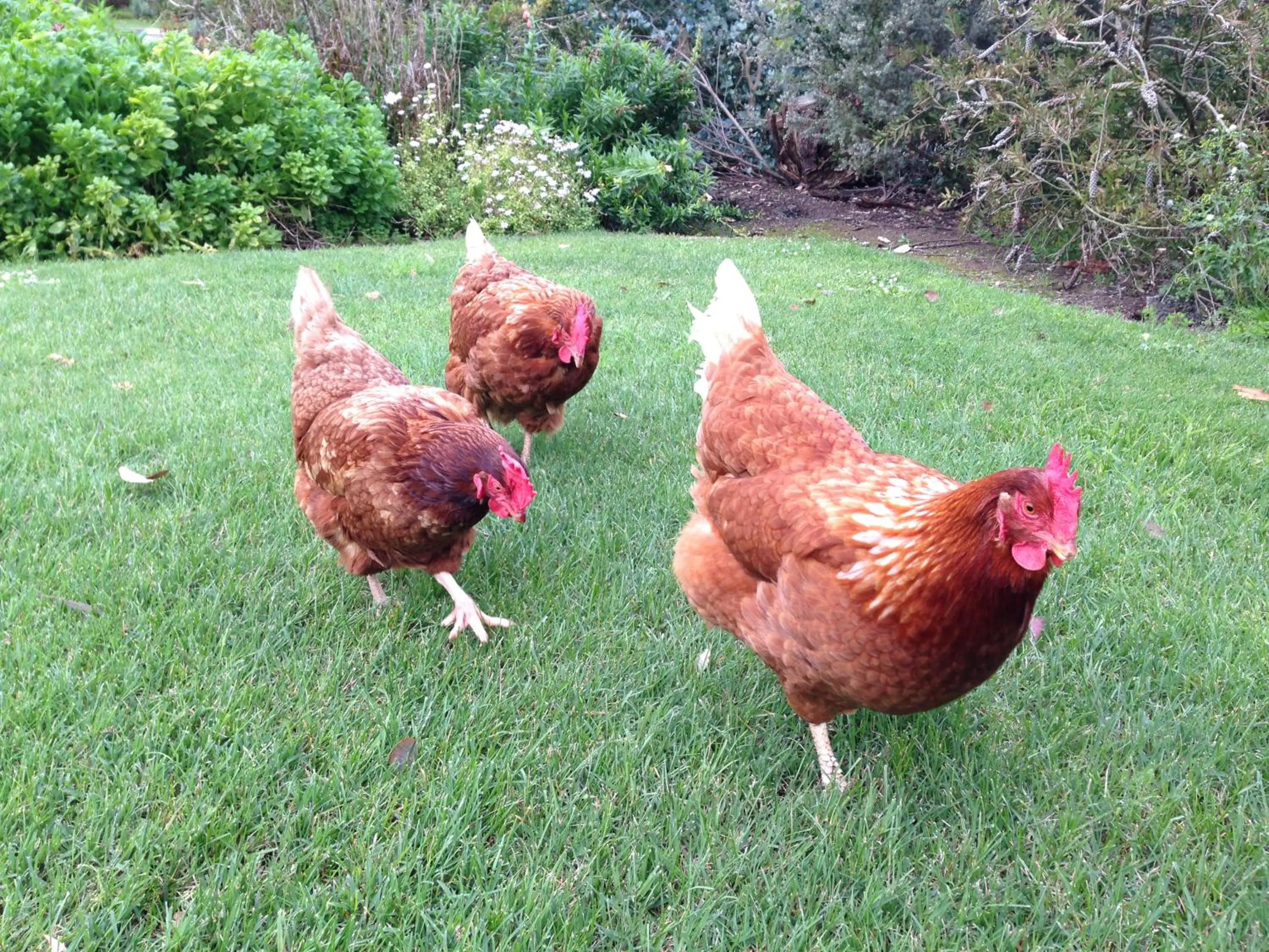 Garden in Daysy Hill Country Cottages