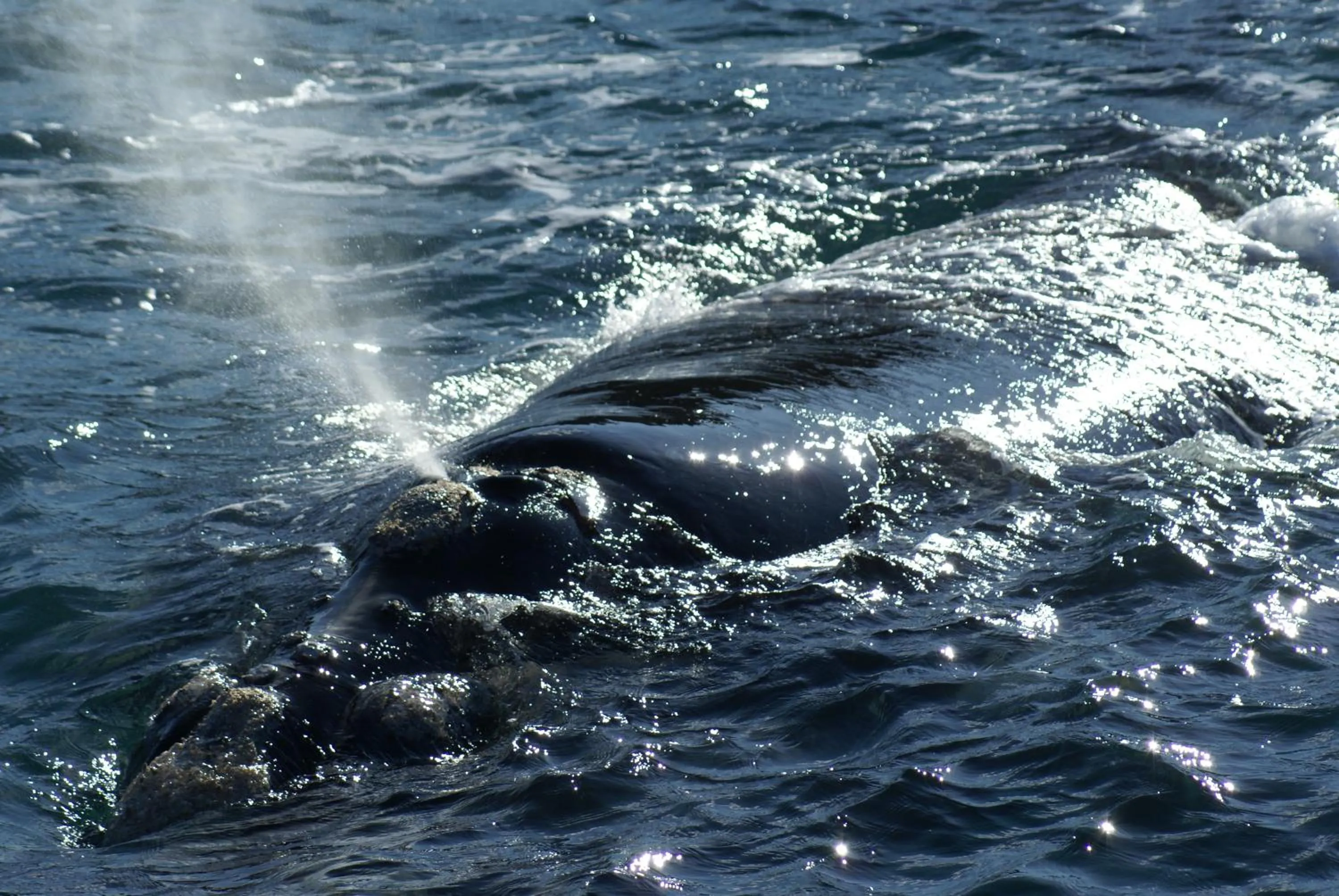 Animals in Daysy Hill Country Cottages