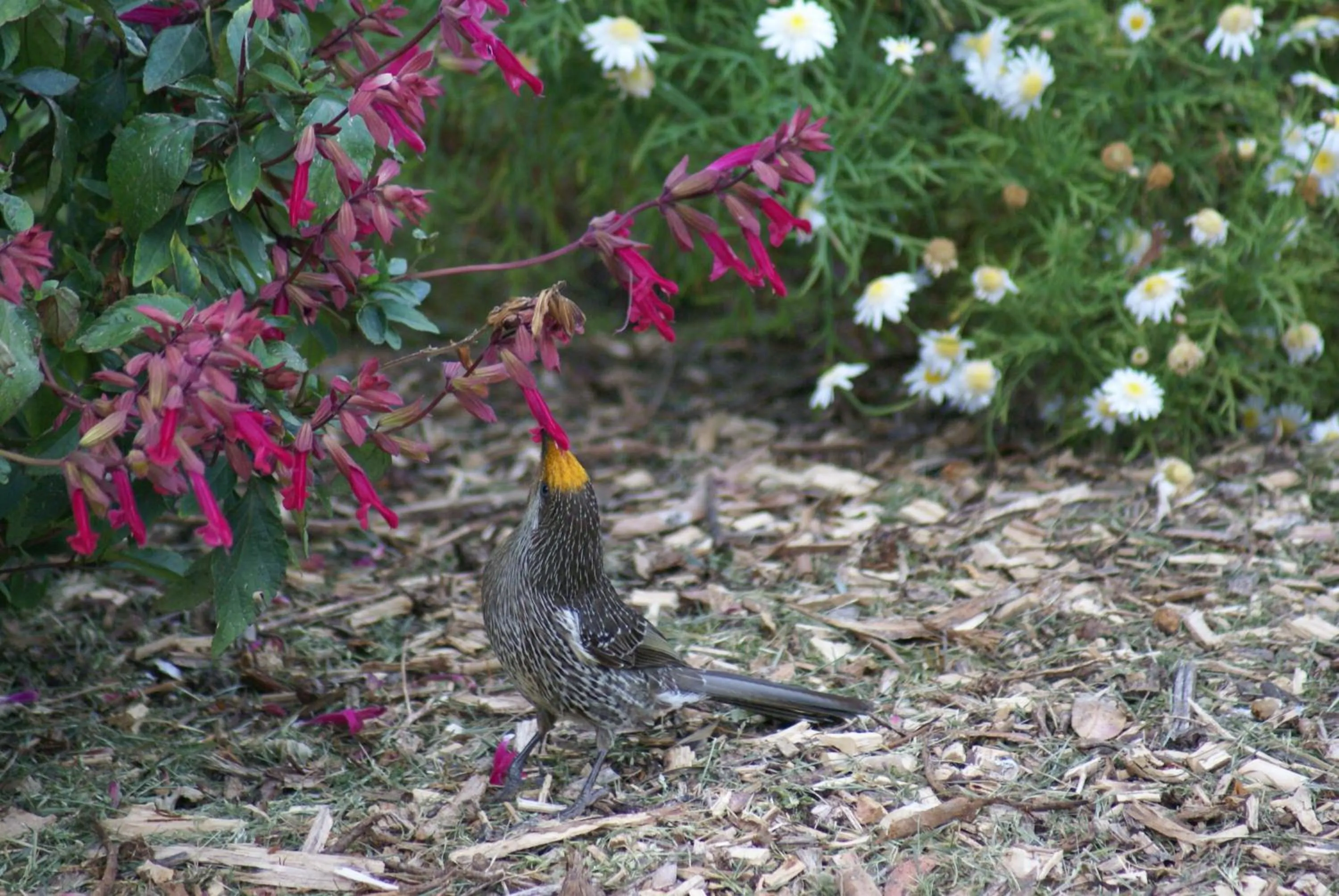 Garden in Daysy Hill Country Cottages