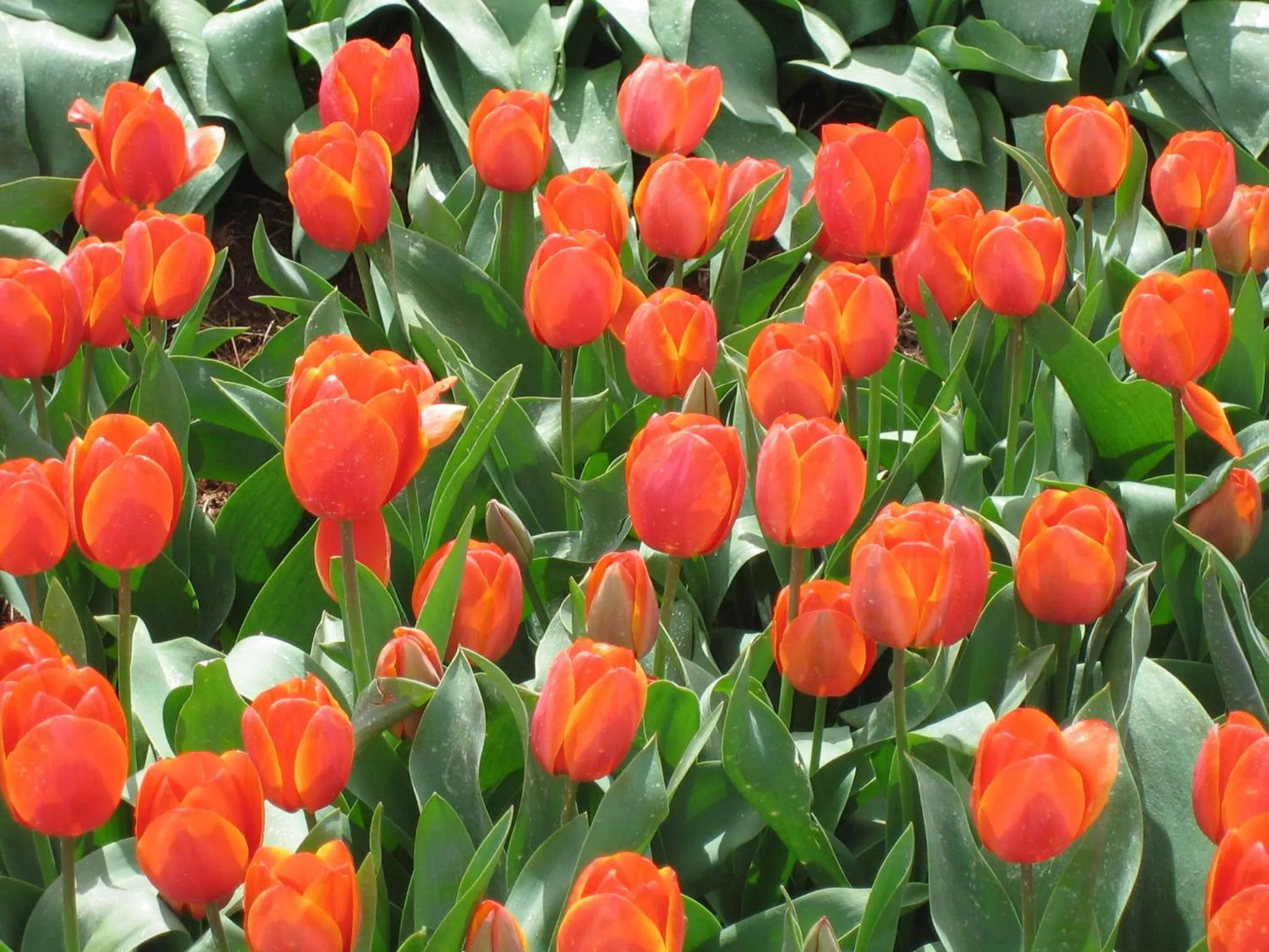 Nearby landmark in Burnie Airport Motel