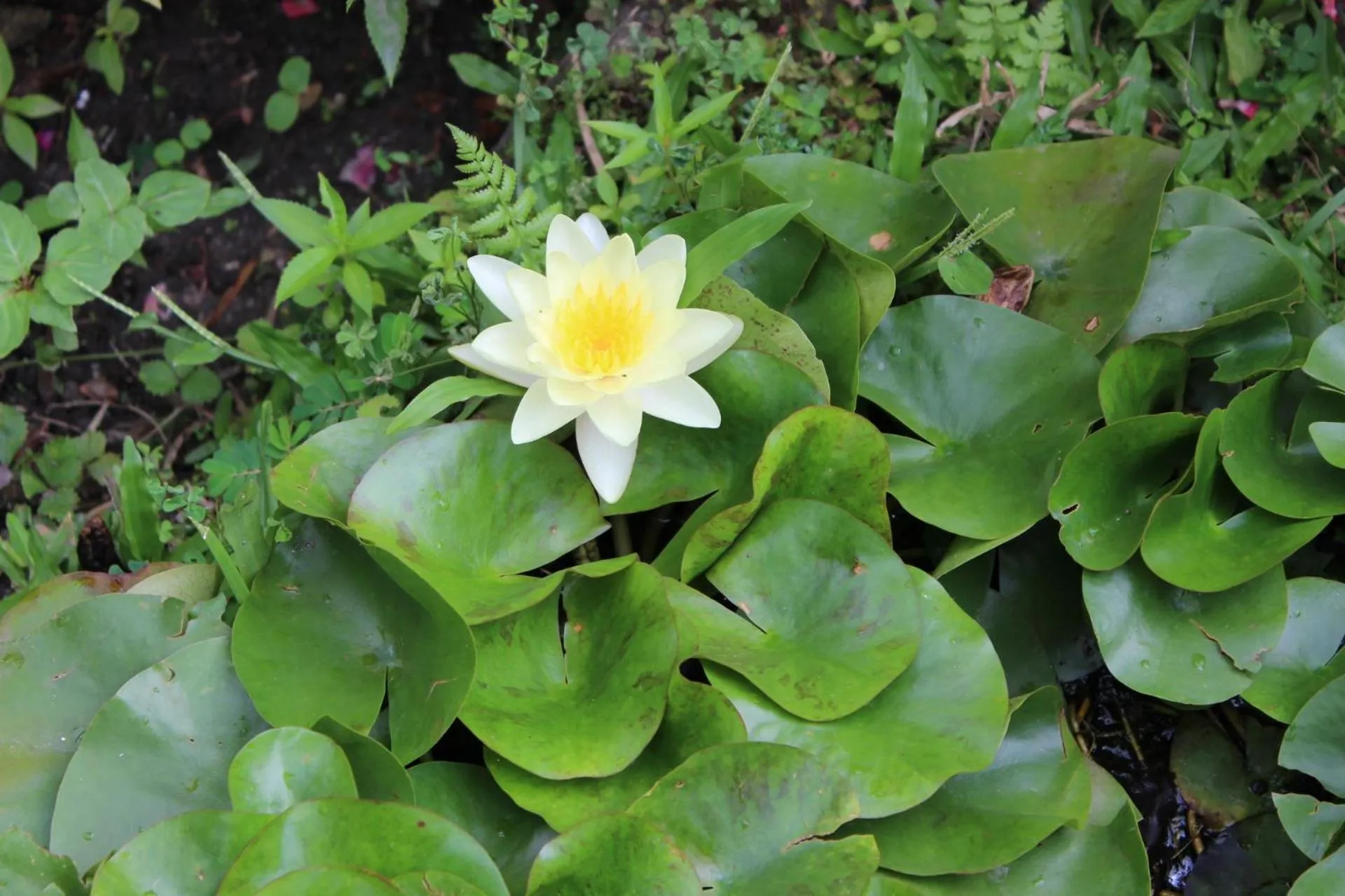 Garden in Royal Astoria Hotel