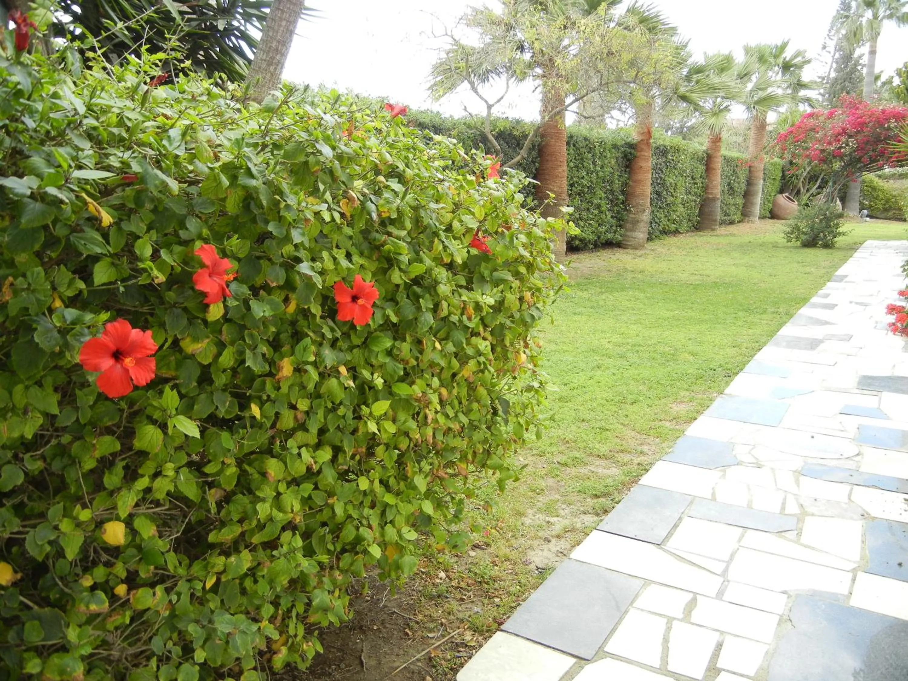 Garden in Tsialis Hotel Apartments