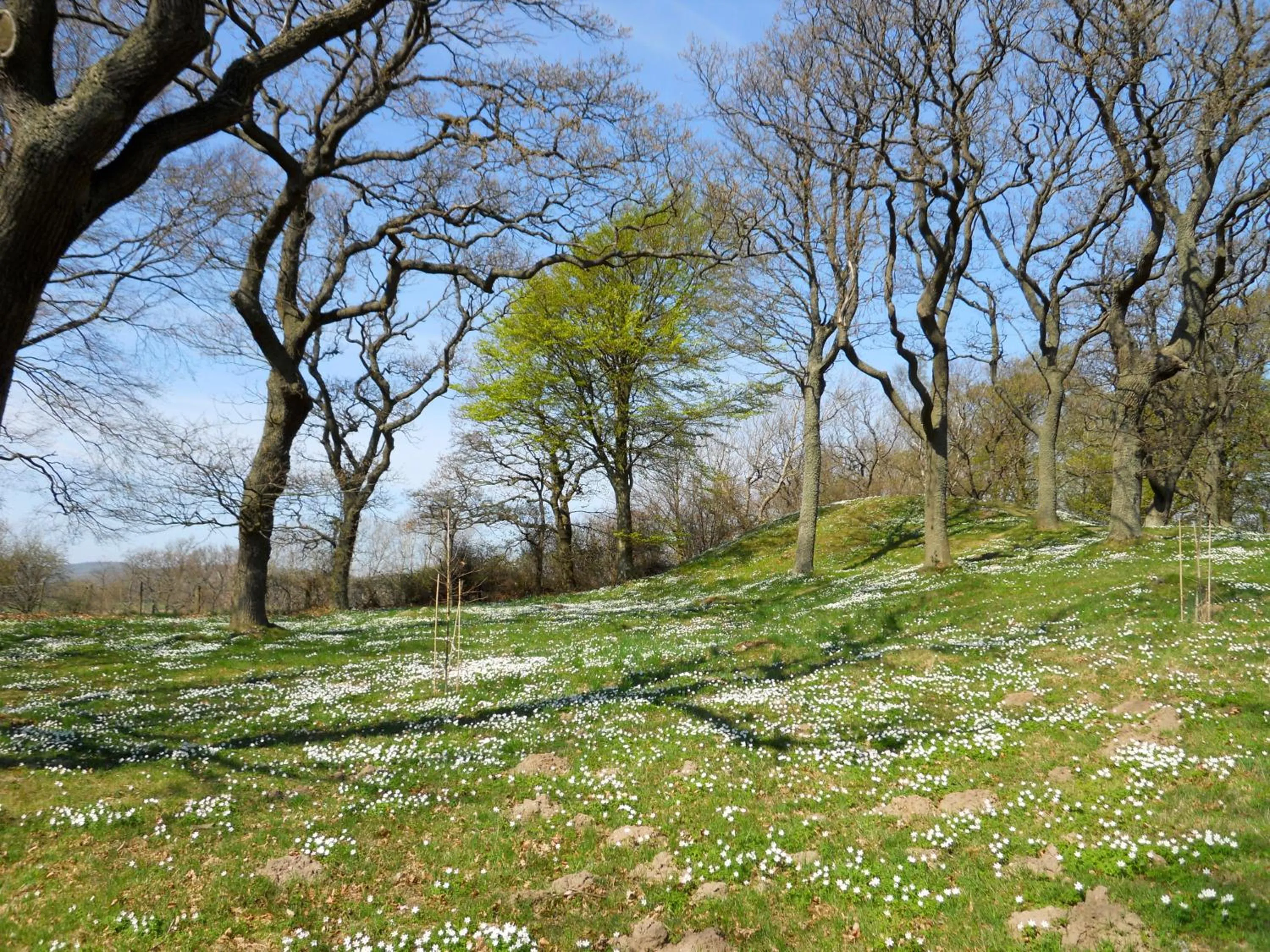 Spring in Grand Hôtel Mölle