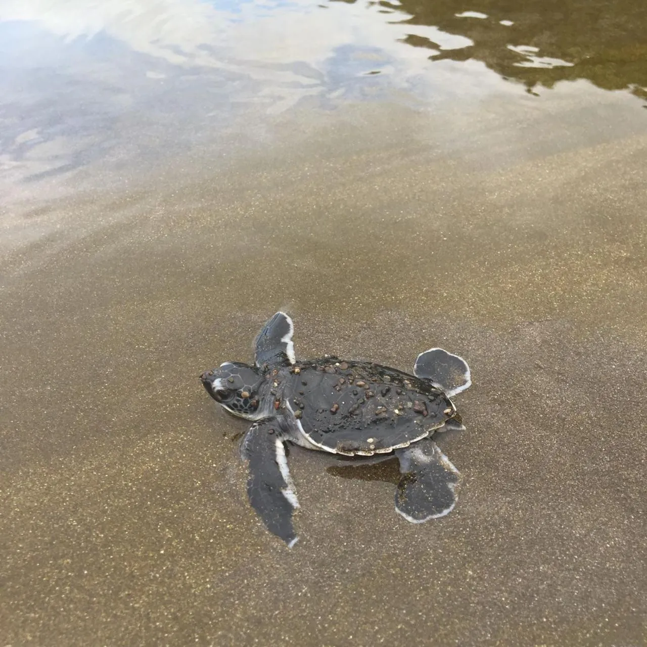 Natural landscape in Hotel Playa Cambutal