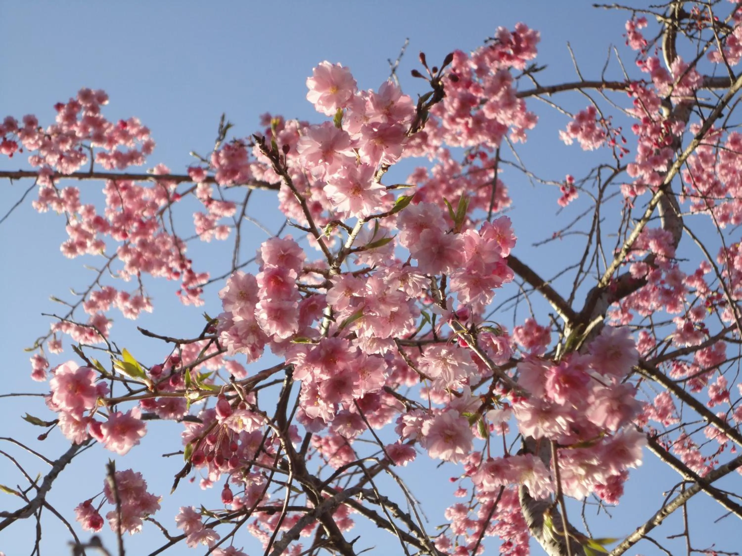 Spring in Yoshimatsu