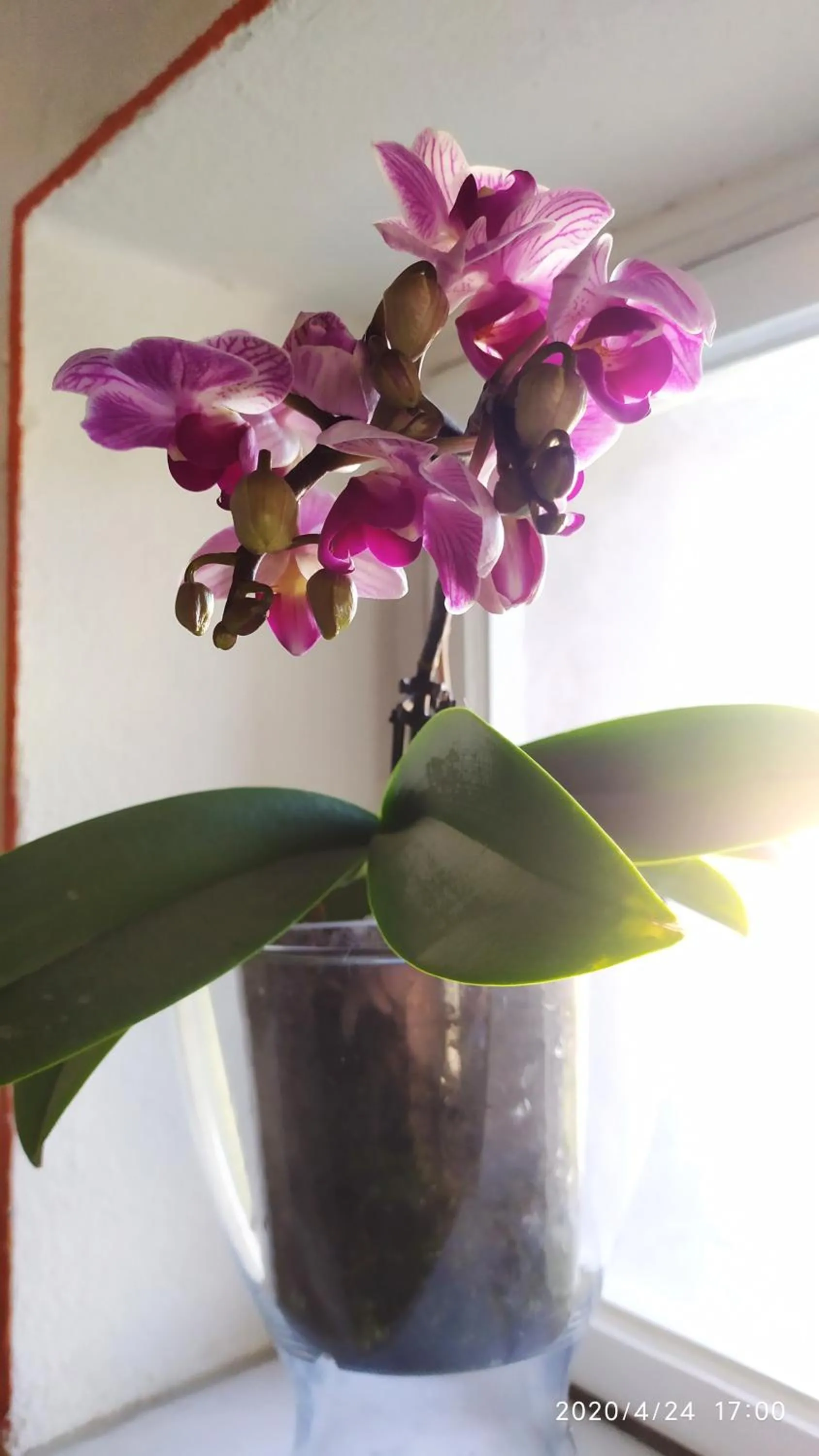 Le rondini di San Donato