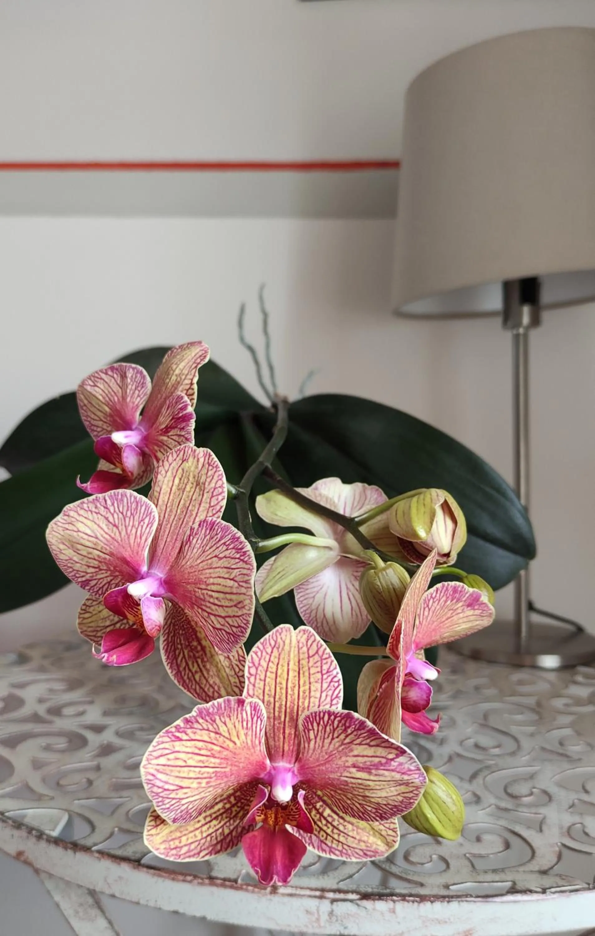 Le rondini di San Donato