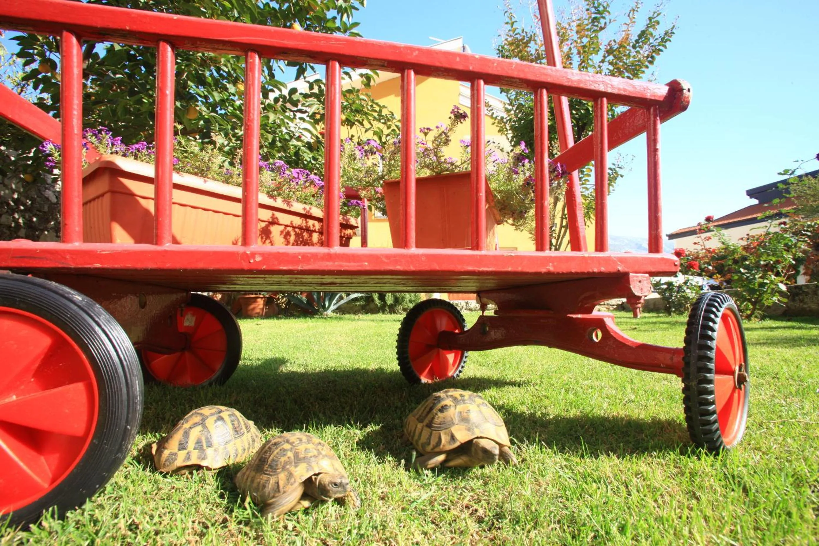 Garden in Pansion Rose