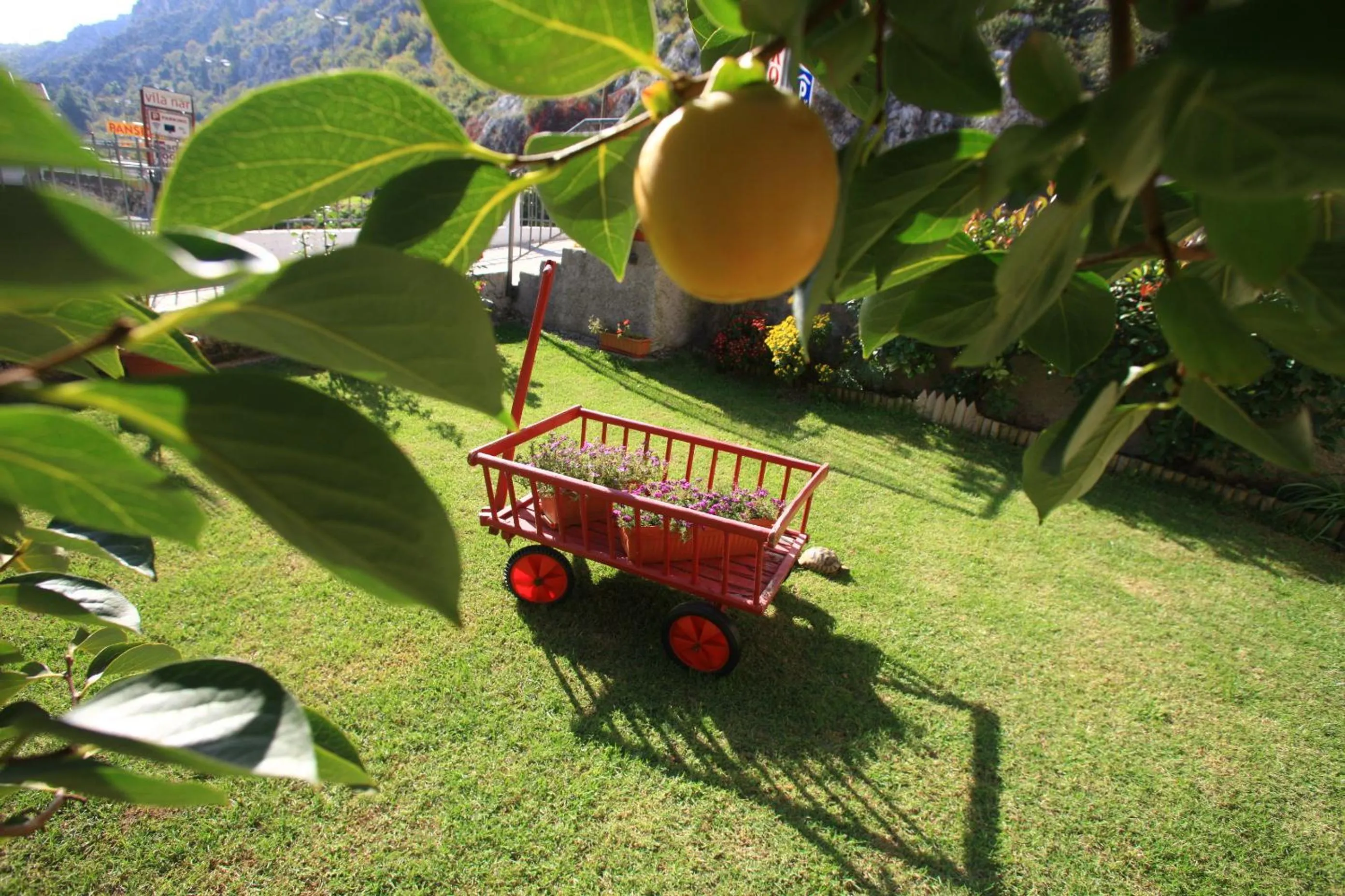 Garden in Pansion Rose