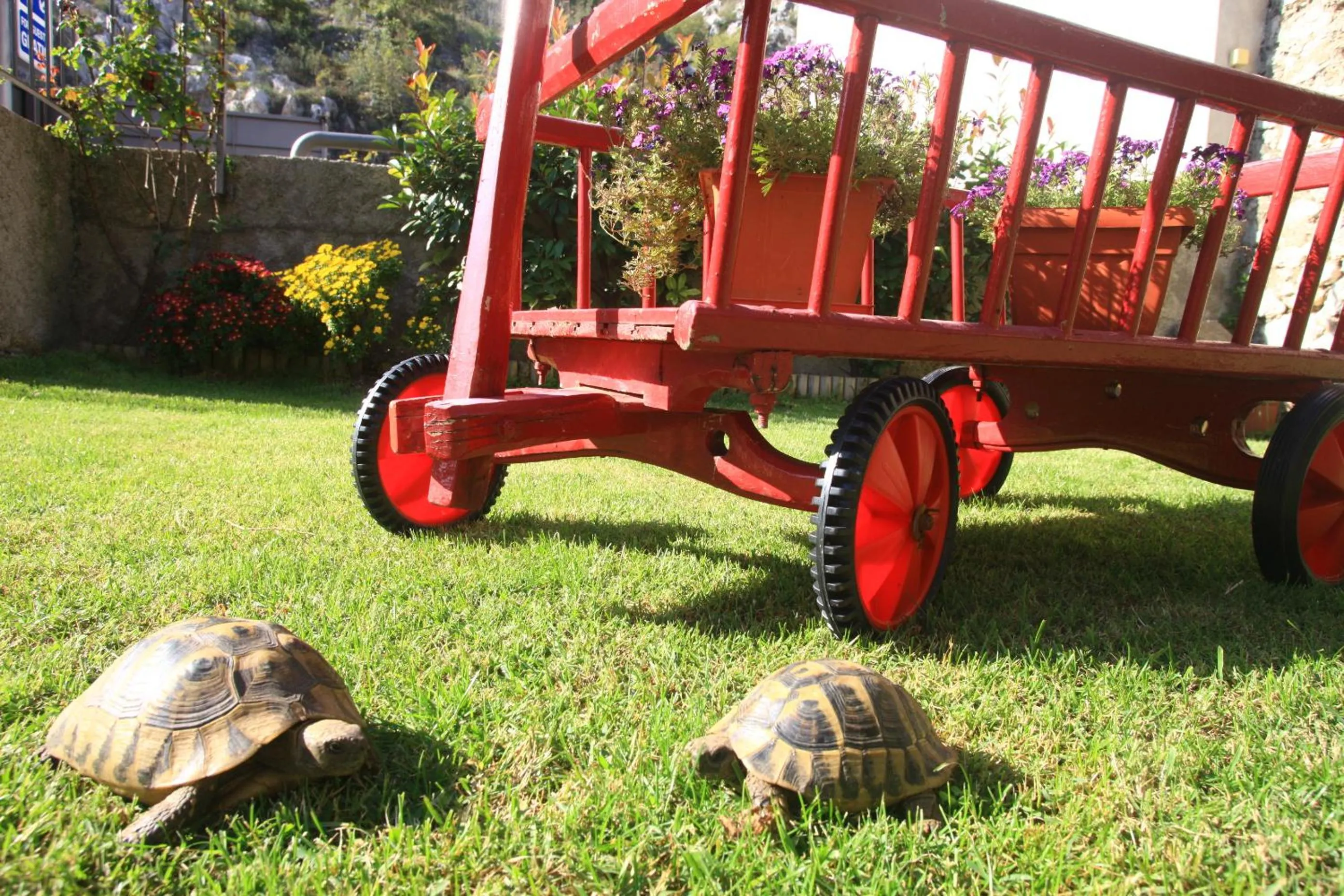 Garden in Pansion Rose