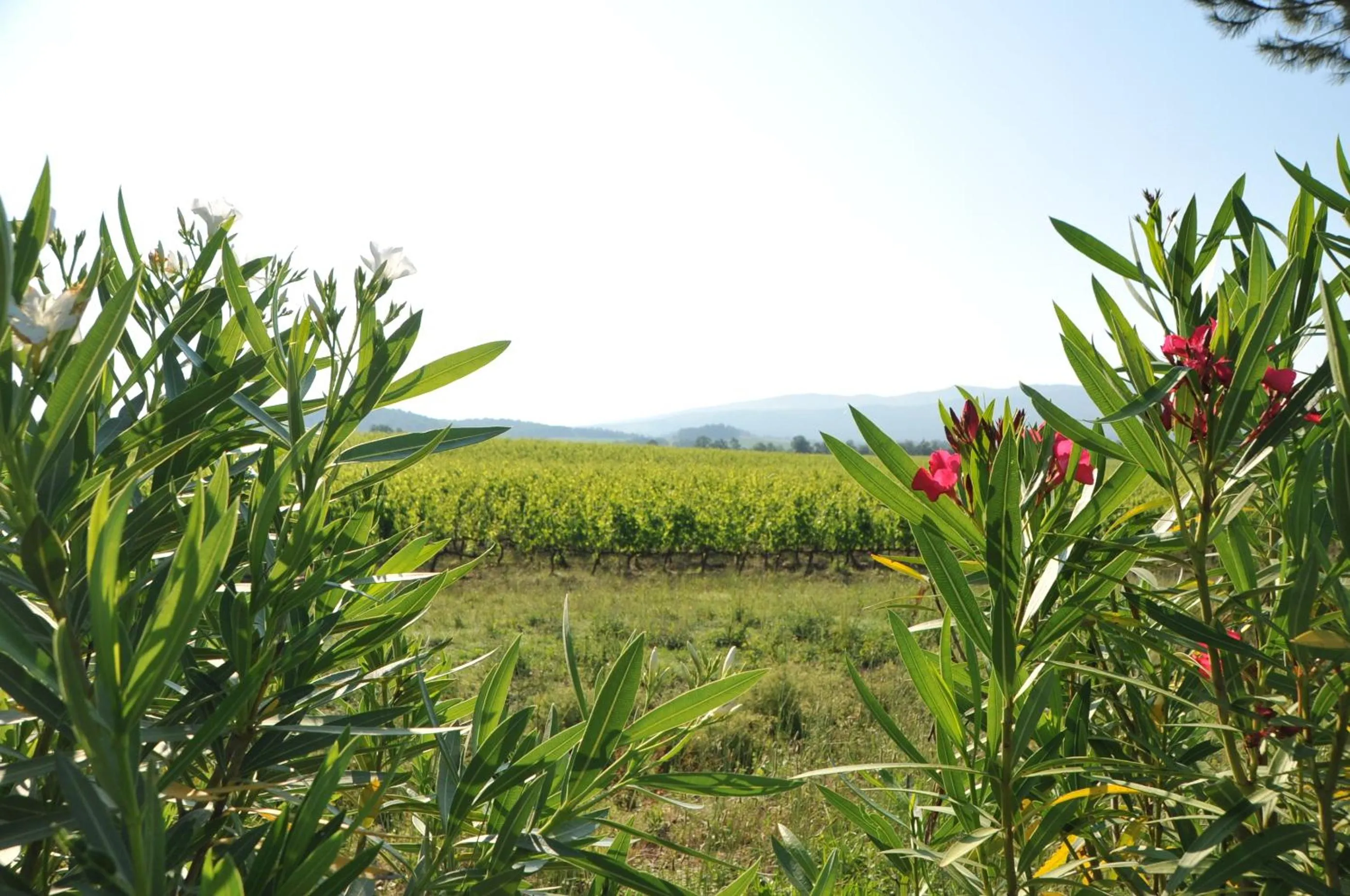 Street view in Tenuta Casabianca