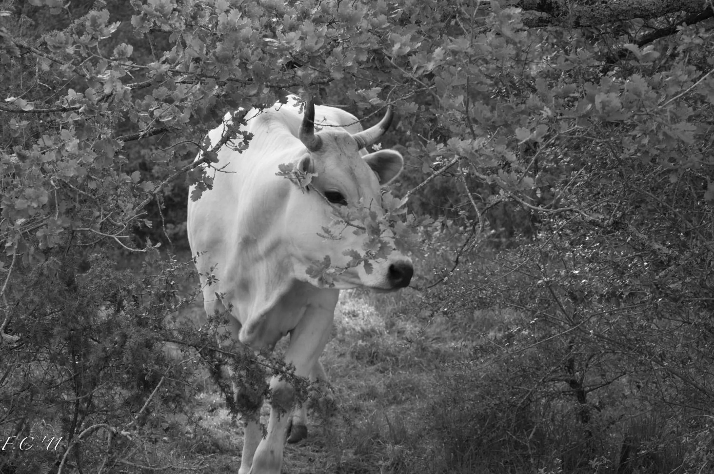 Animals in Tenuta Casabianca