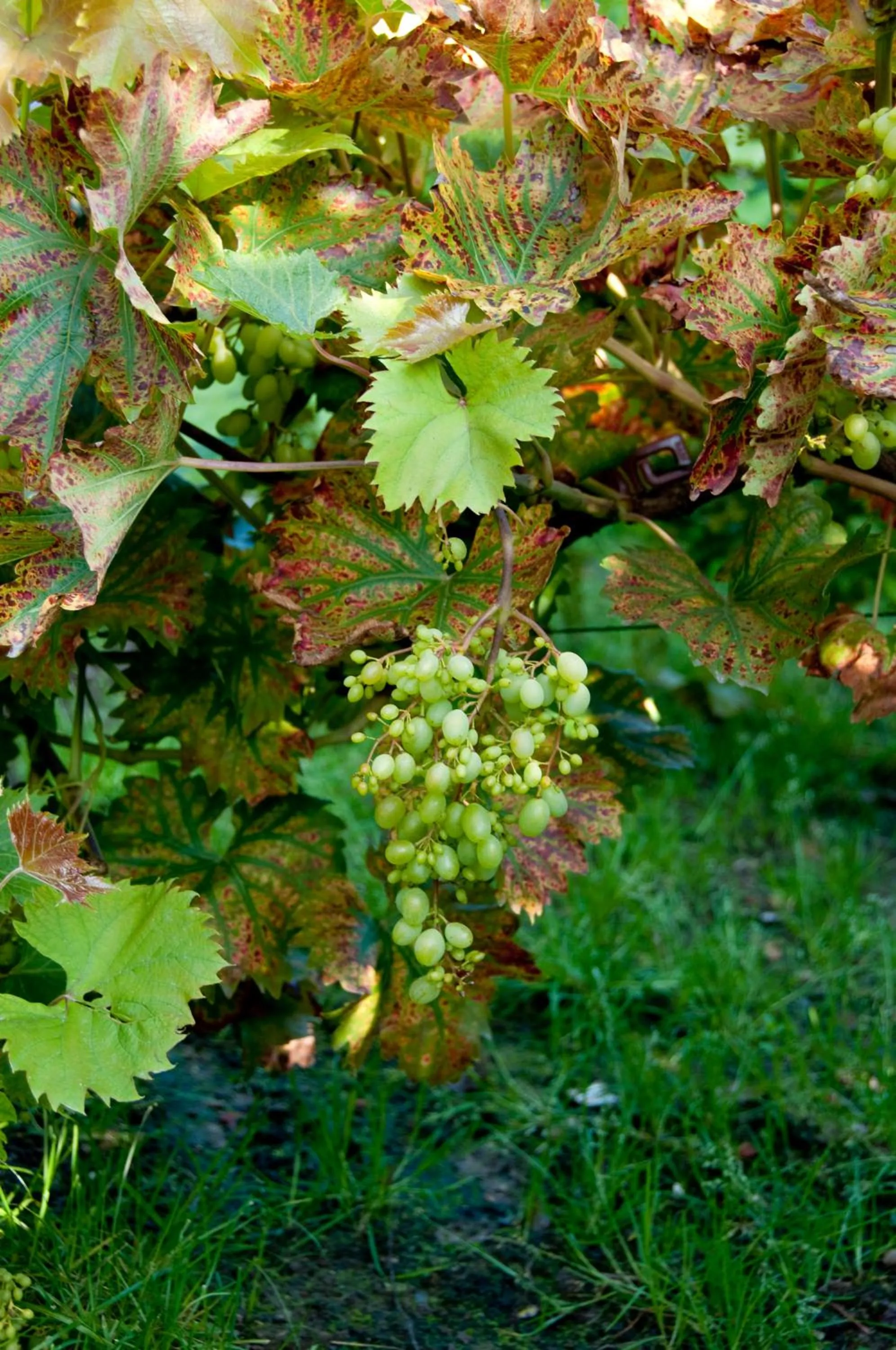 Hotel Gasthof Kapelhof