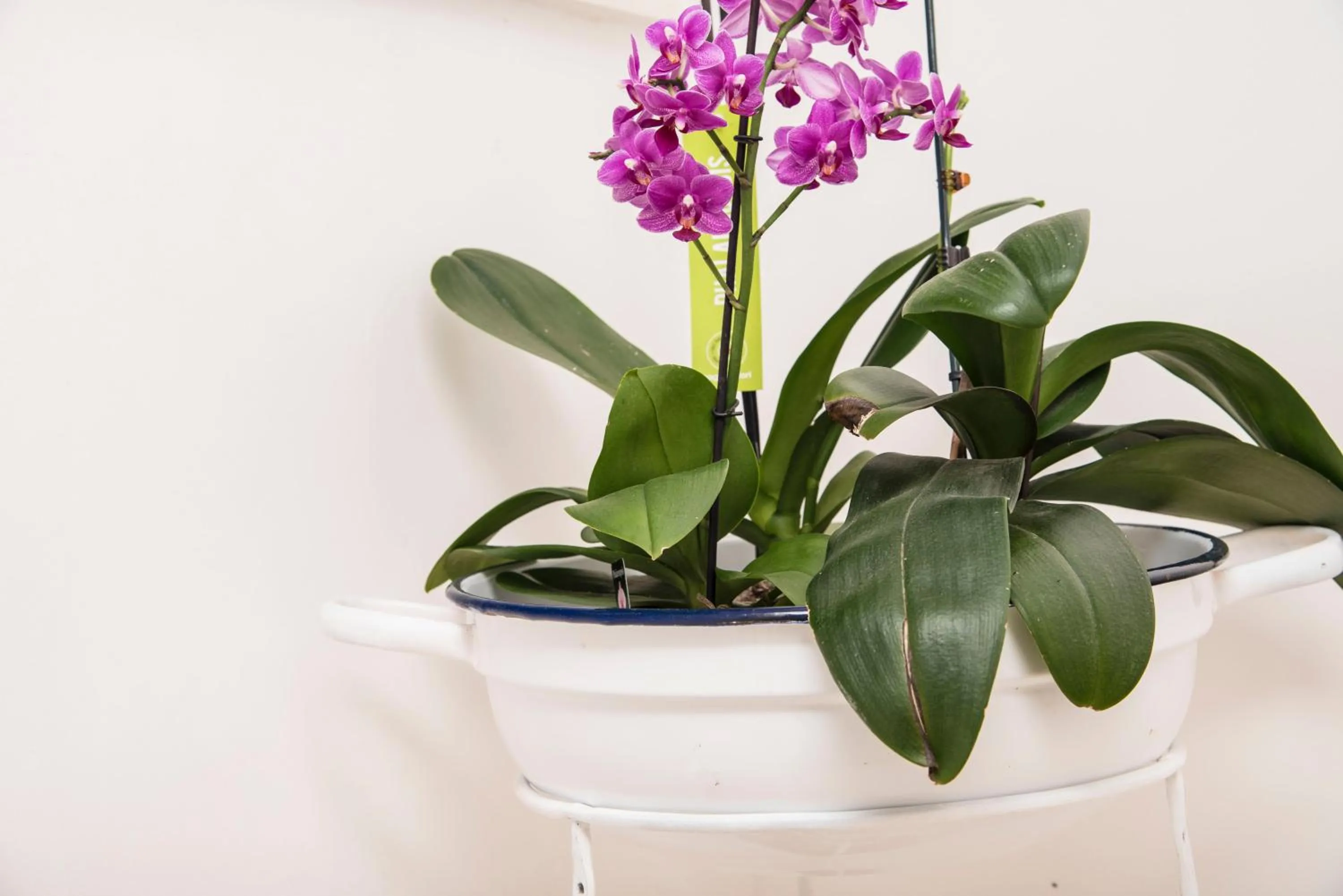 Decorative detail in B&B A DUE PASSI