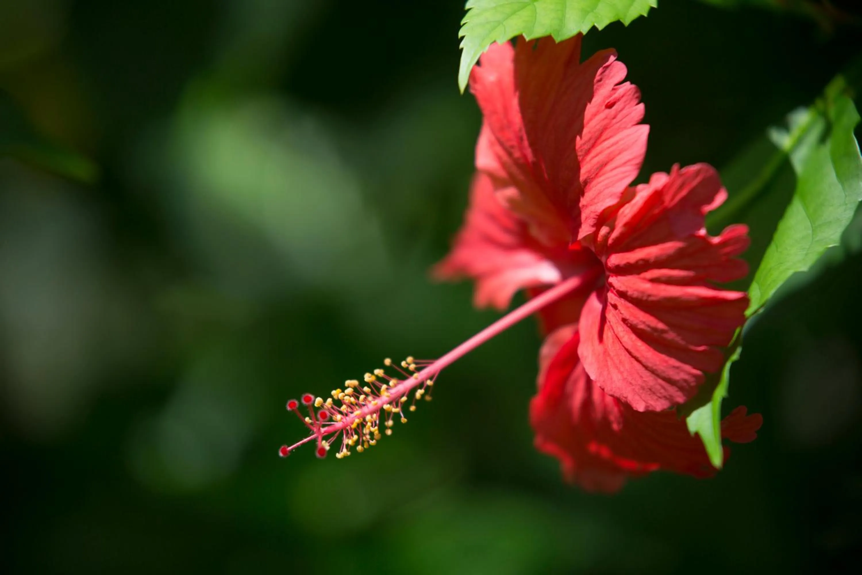 Day in Lanka Princess All Inclusive Hotel