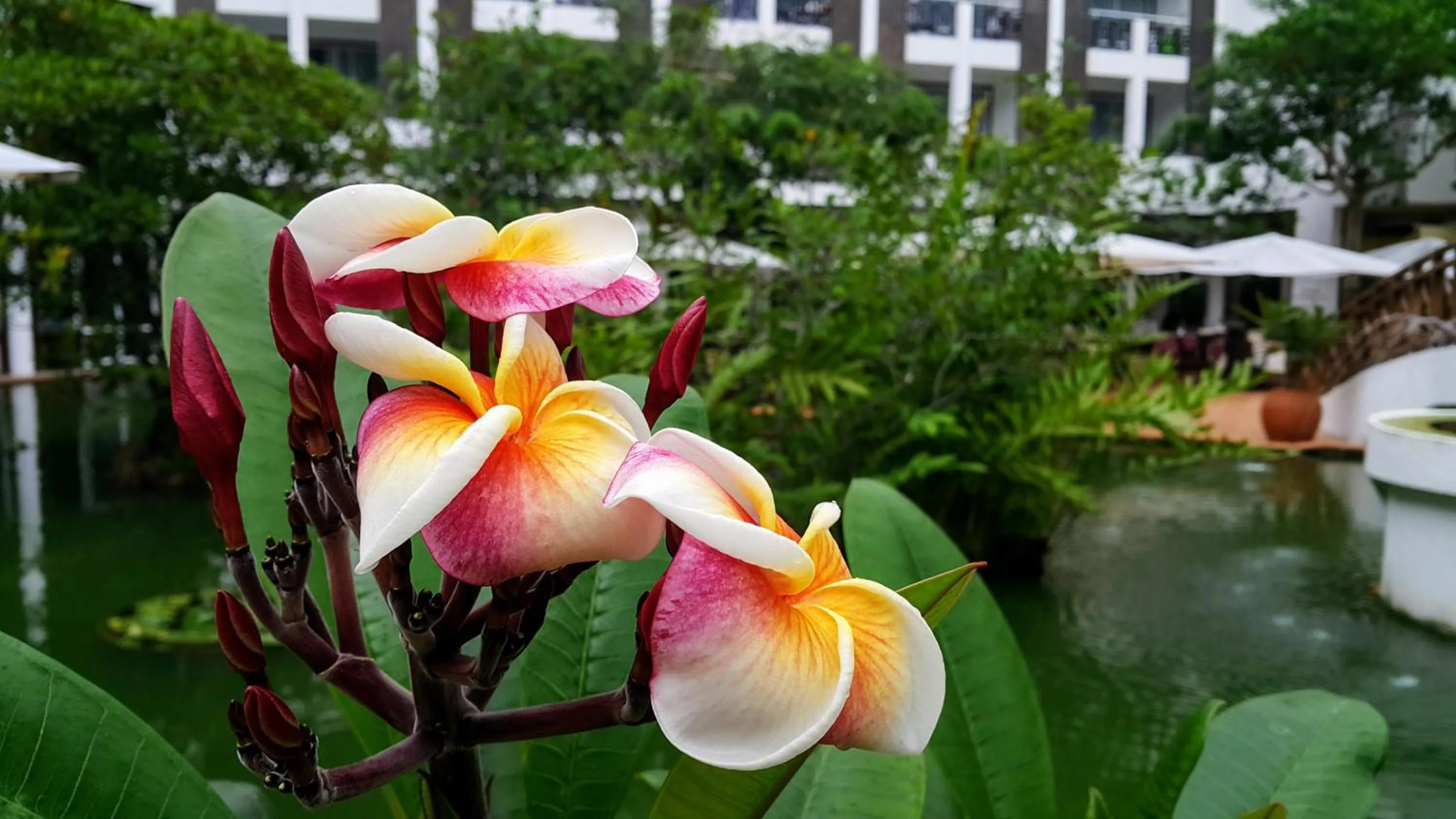 Garden in Lanka Princess All Inclusive Hotel