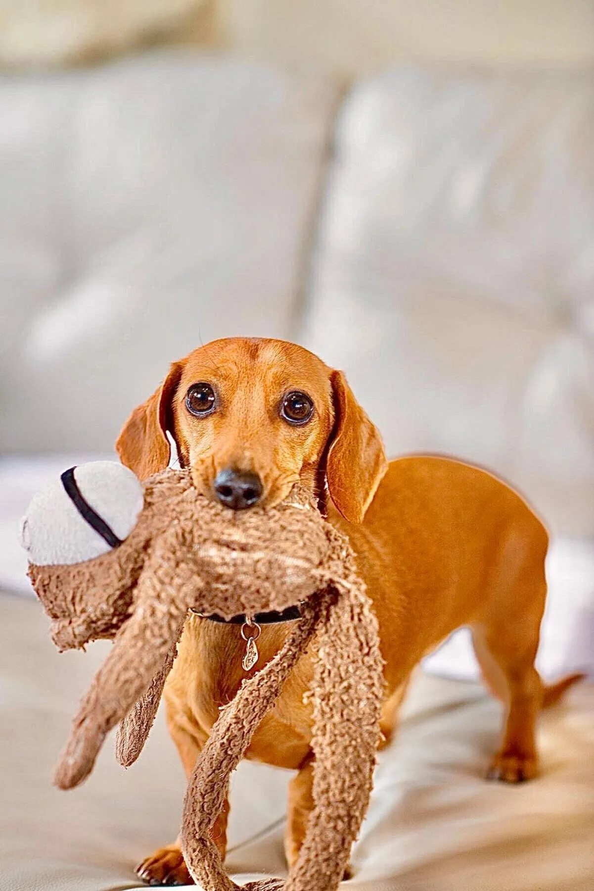 Pets in Kurrajong House