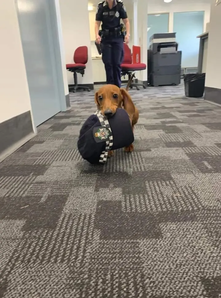 Pets in Kurrajong House