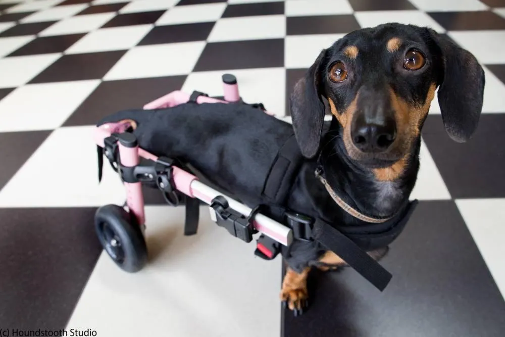 Animals in Kurrajong House