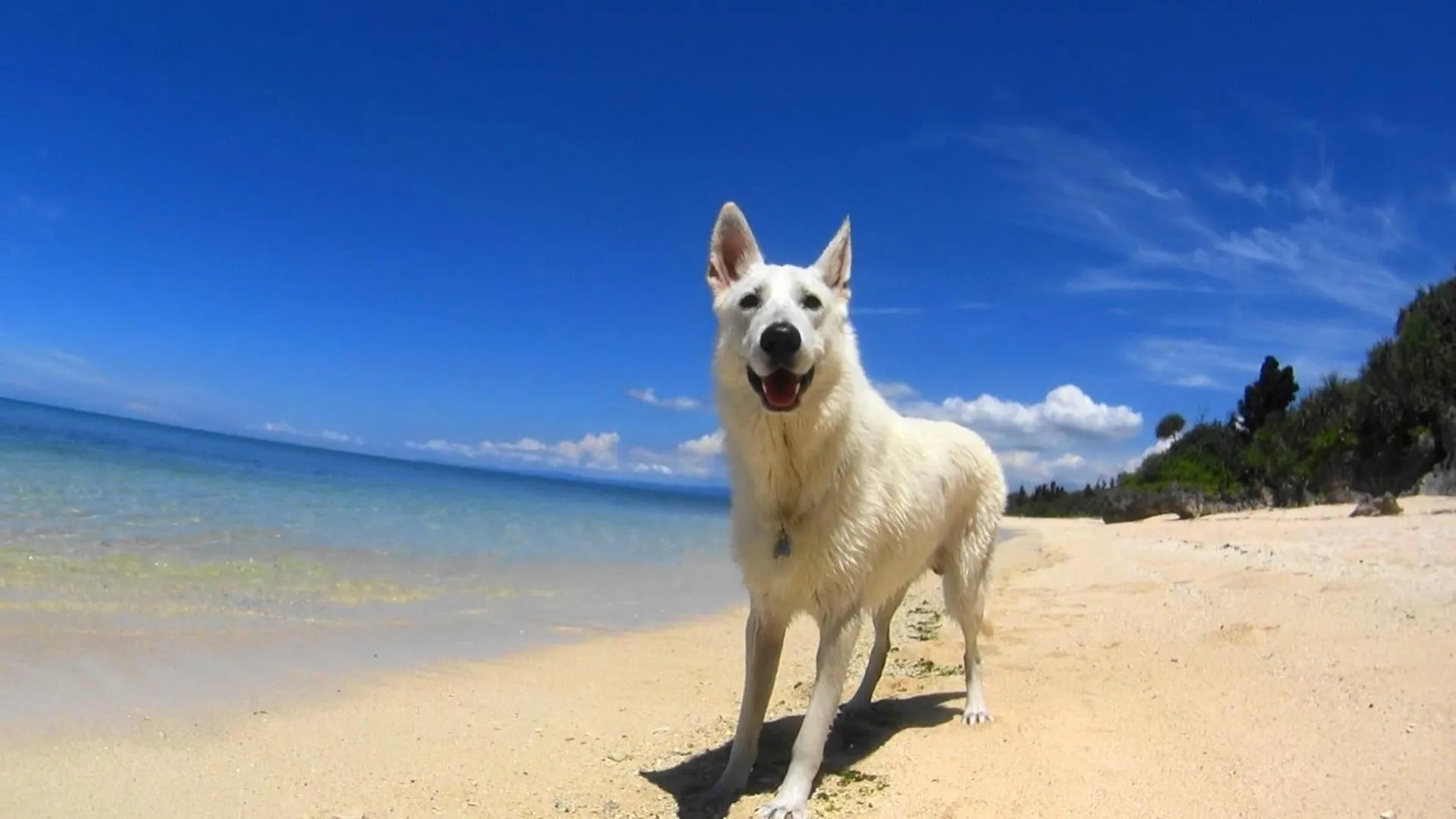 Pets in Okinawan. Sweet Home. T-8