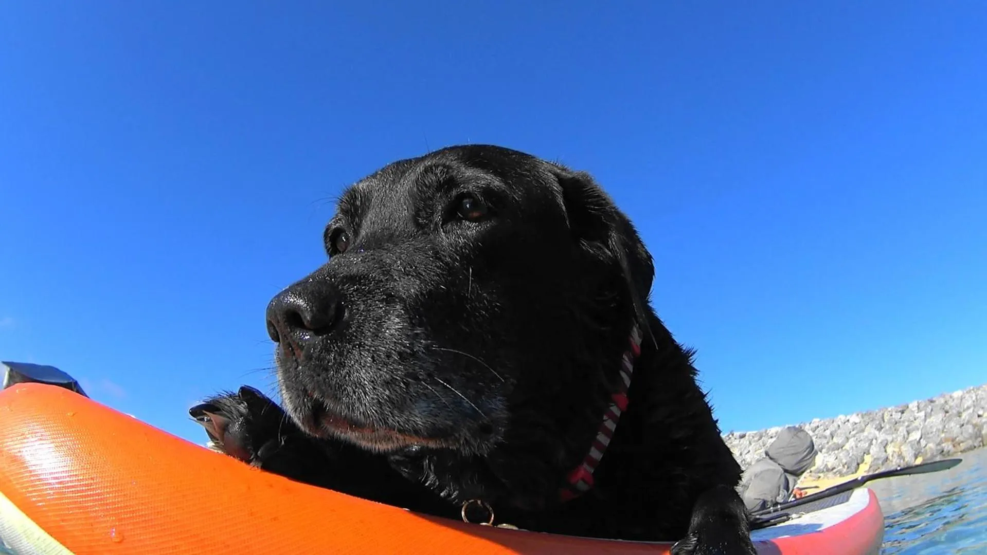 Pets in Okinawan. Sweet Home. T-8