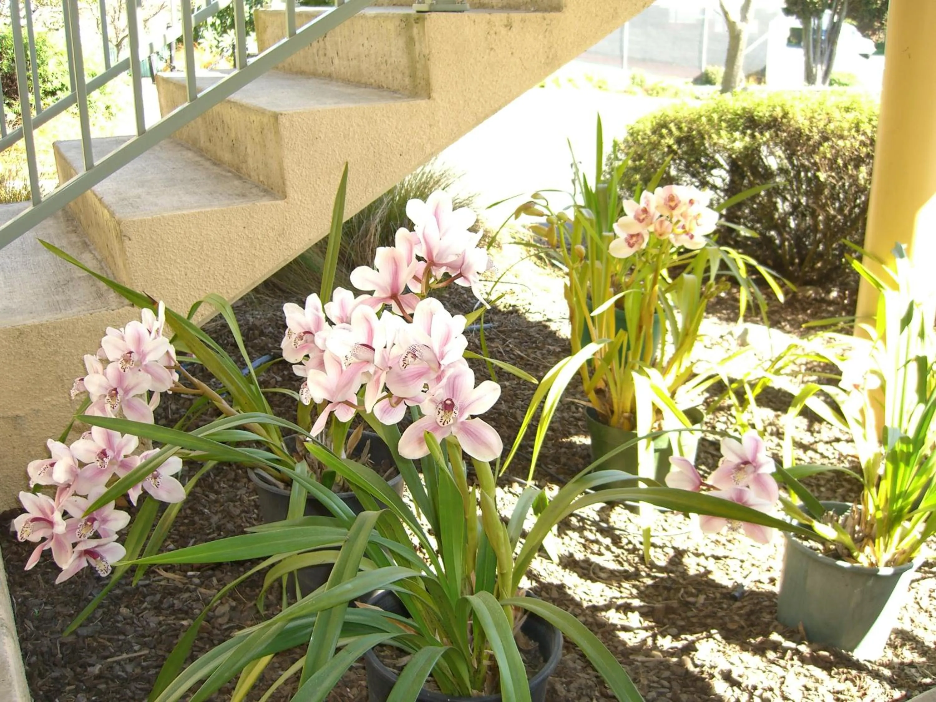 Garden in Abelia Motor Lodge